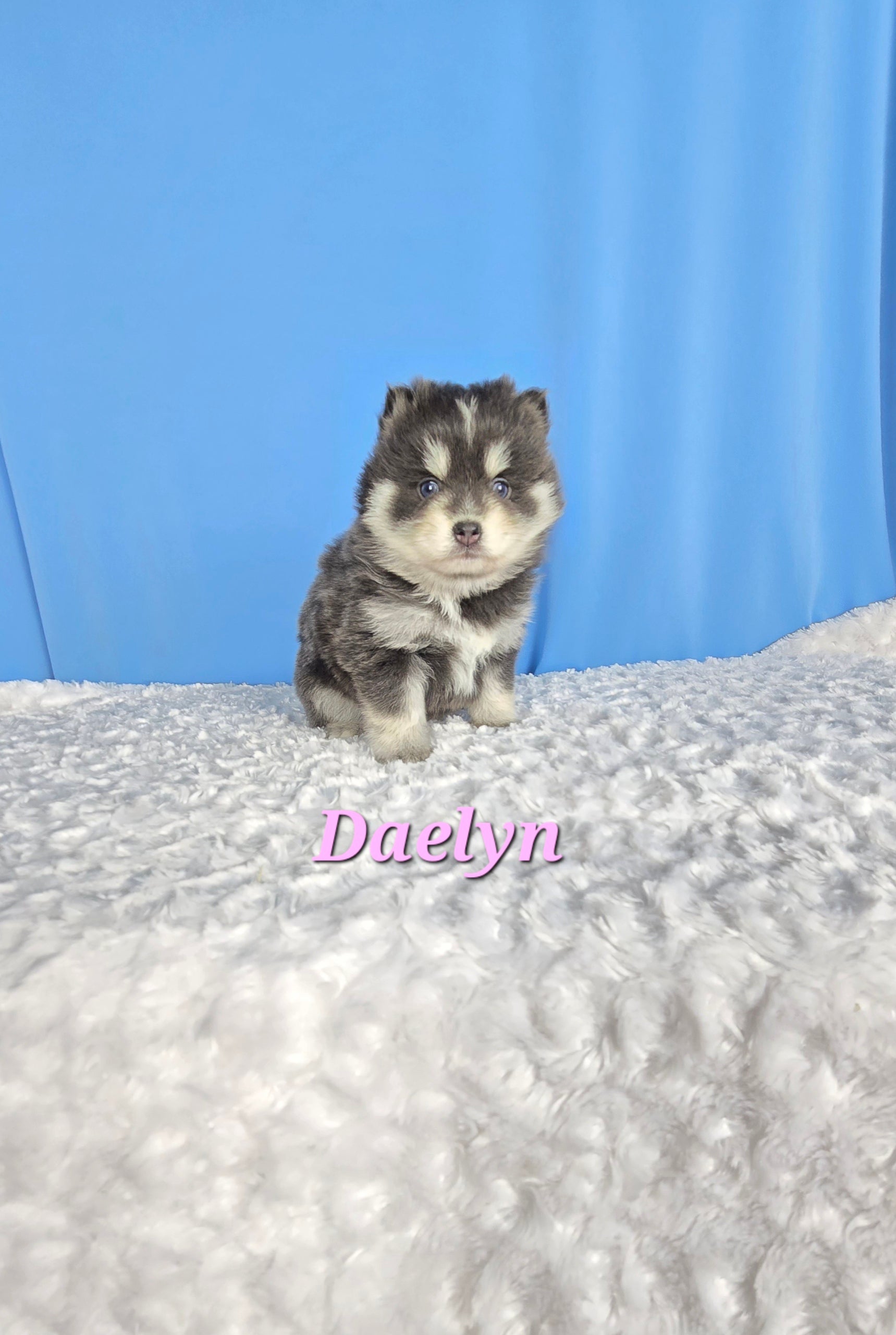 Daelyn (FEMALE) RARE BLUE