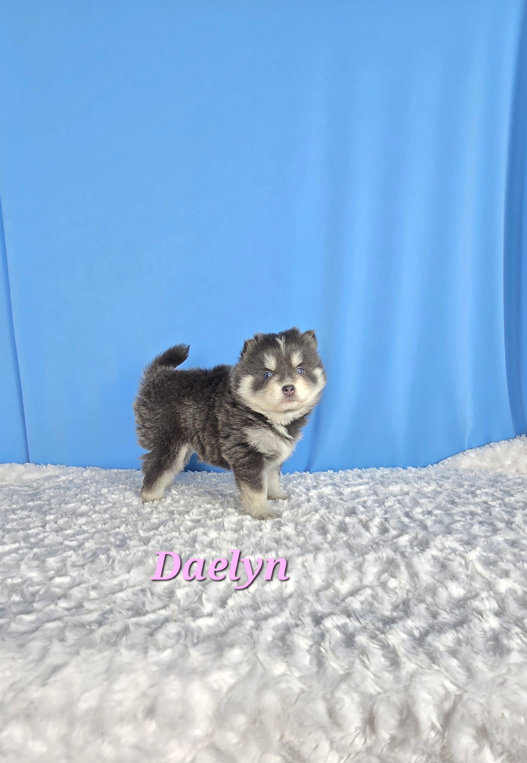 Daelyn (FEMALE) RARE BLUE