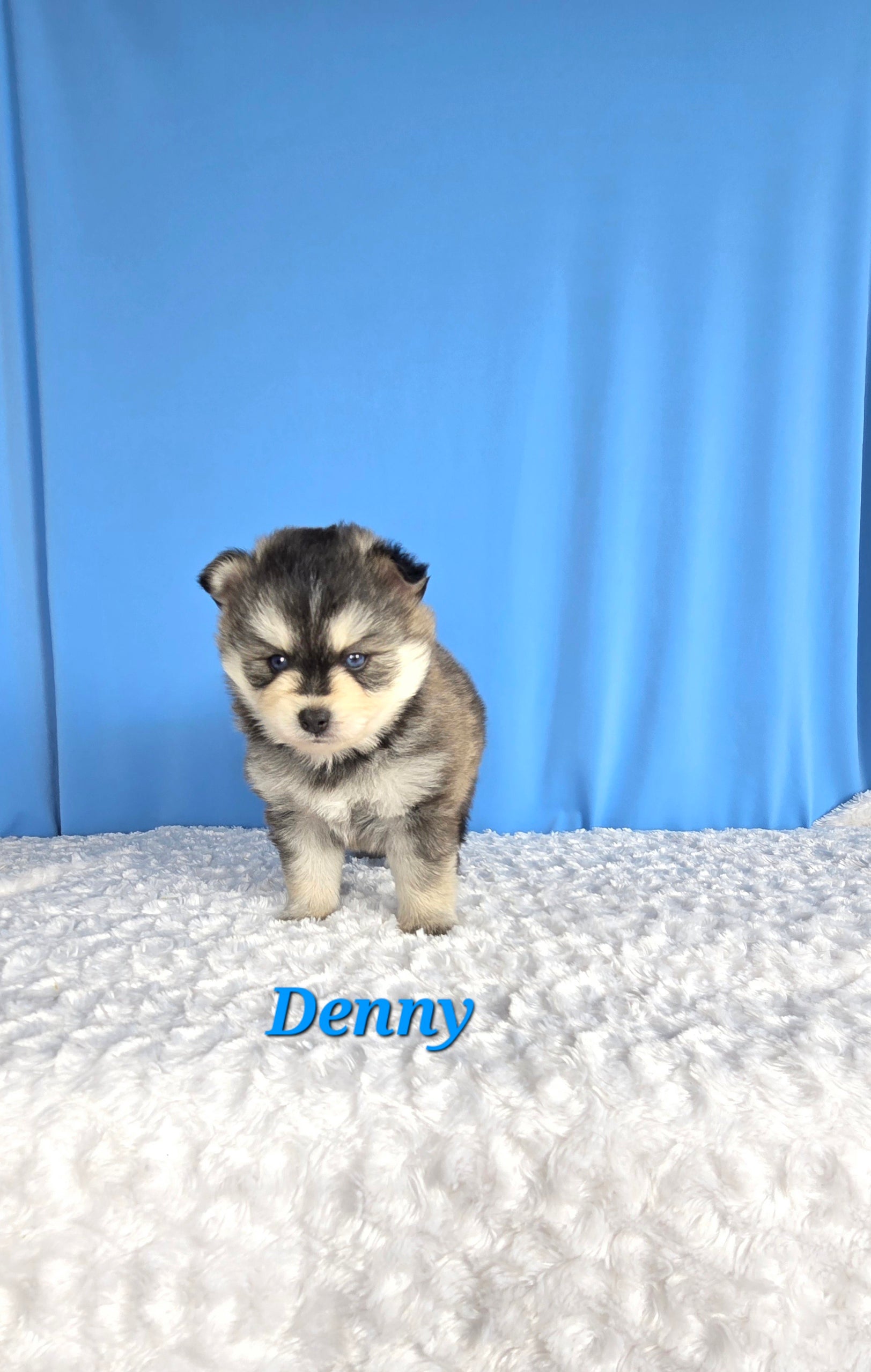 Denny (MALE)