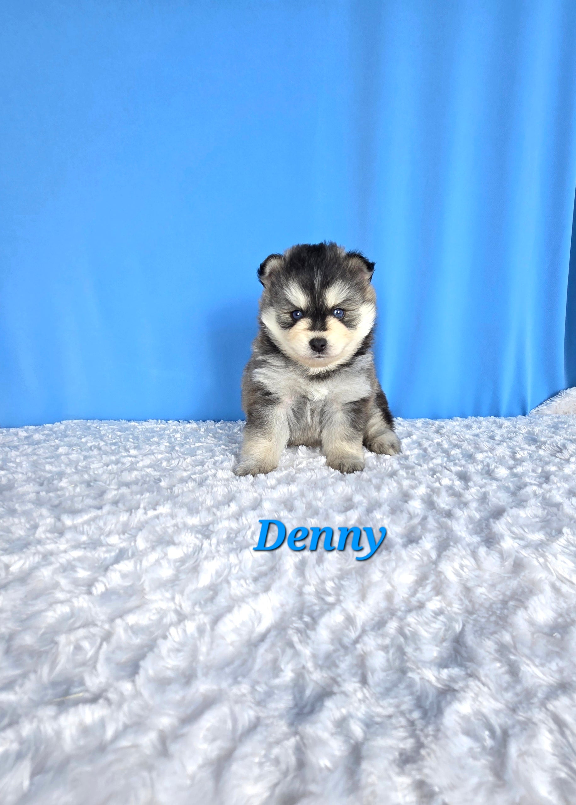 Denny (MALE)
