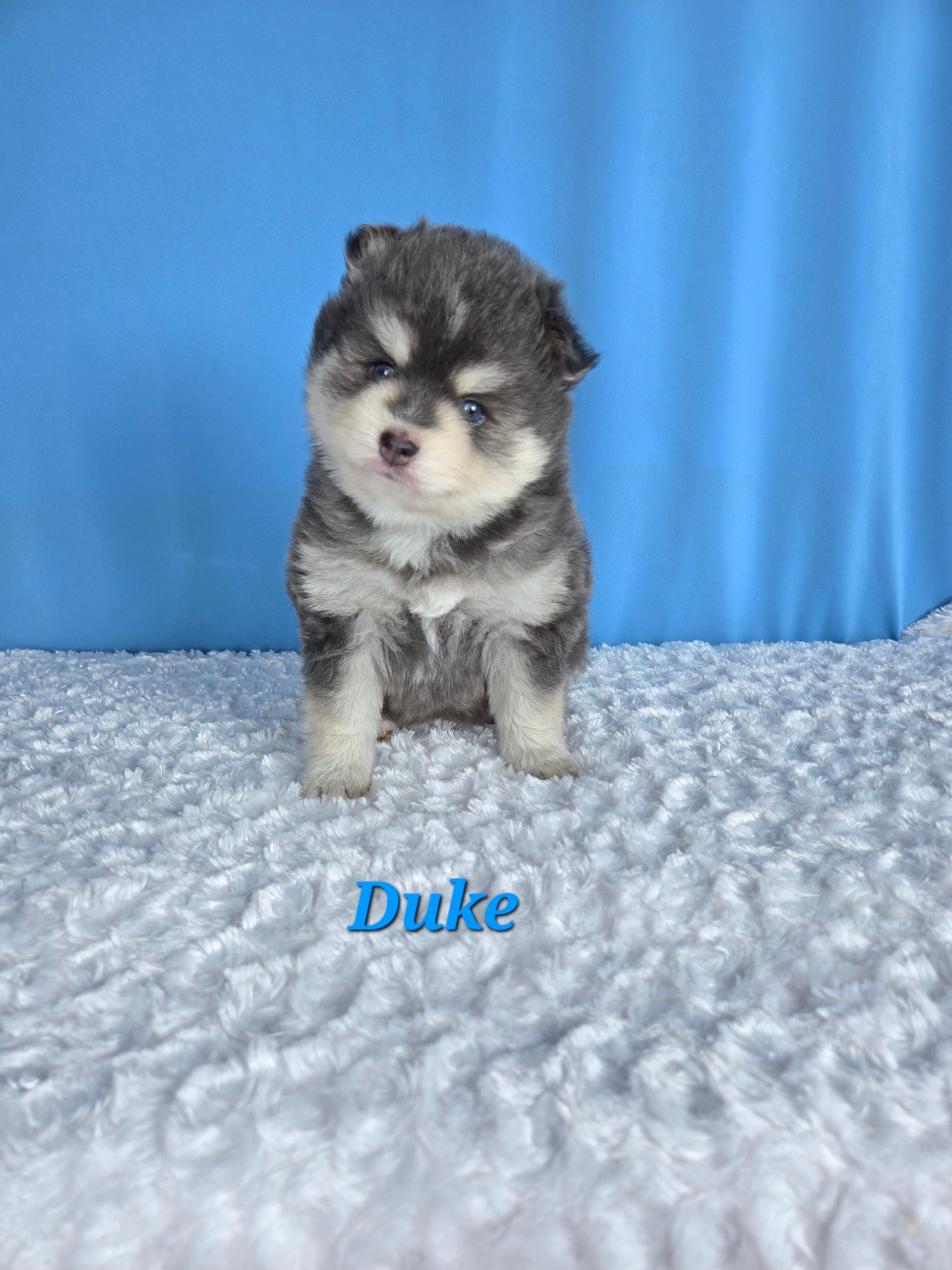 Duke (MALE) RARE BLUE