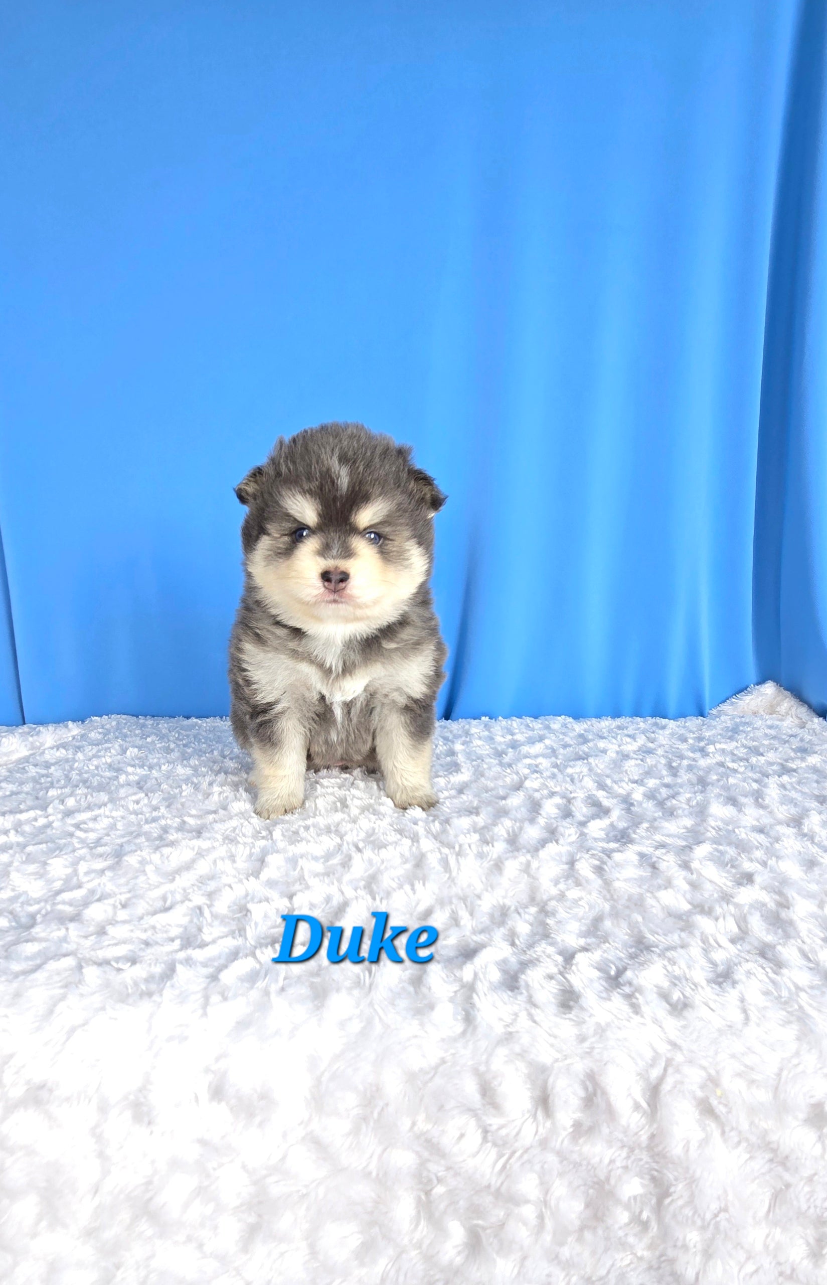 Duke (MALE) RARE BLUE