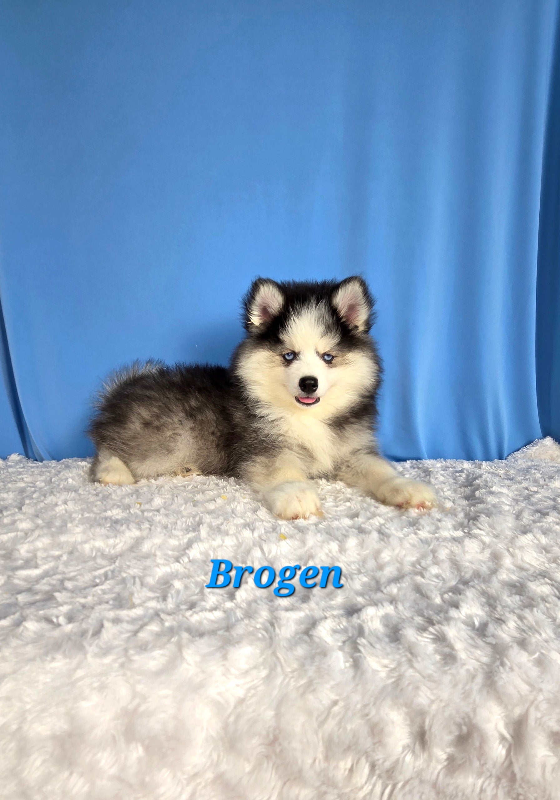 Brogen (MALE)