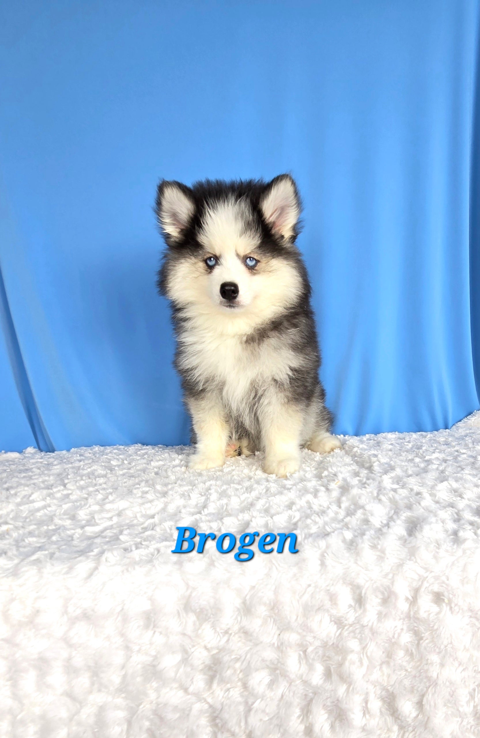 Brogen (MALE)
