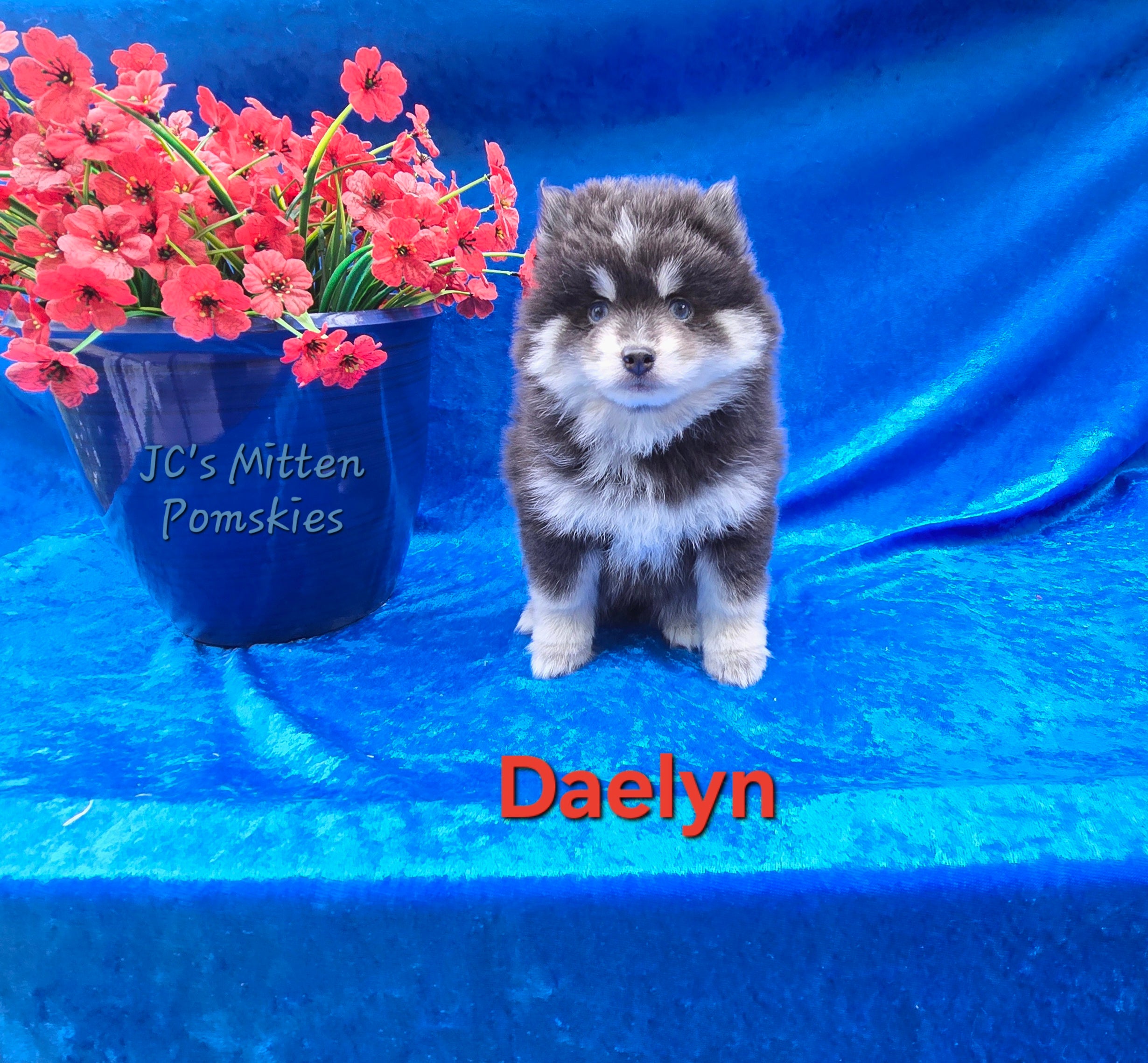 Daelyn (FEMALE) RARE BLUE