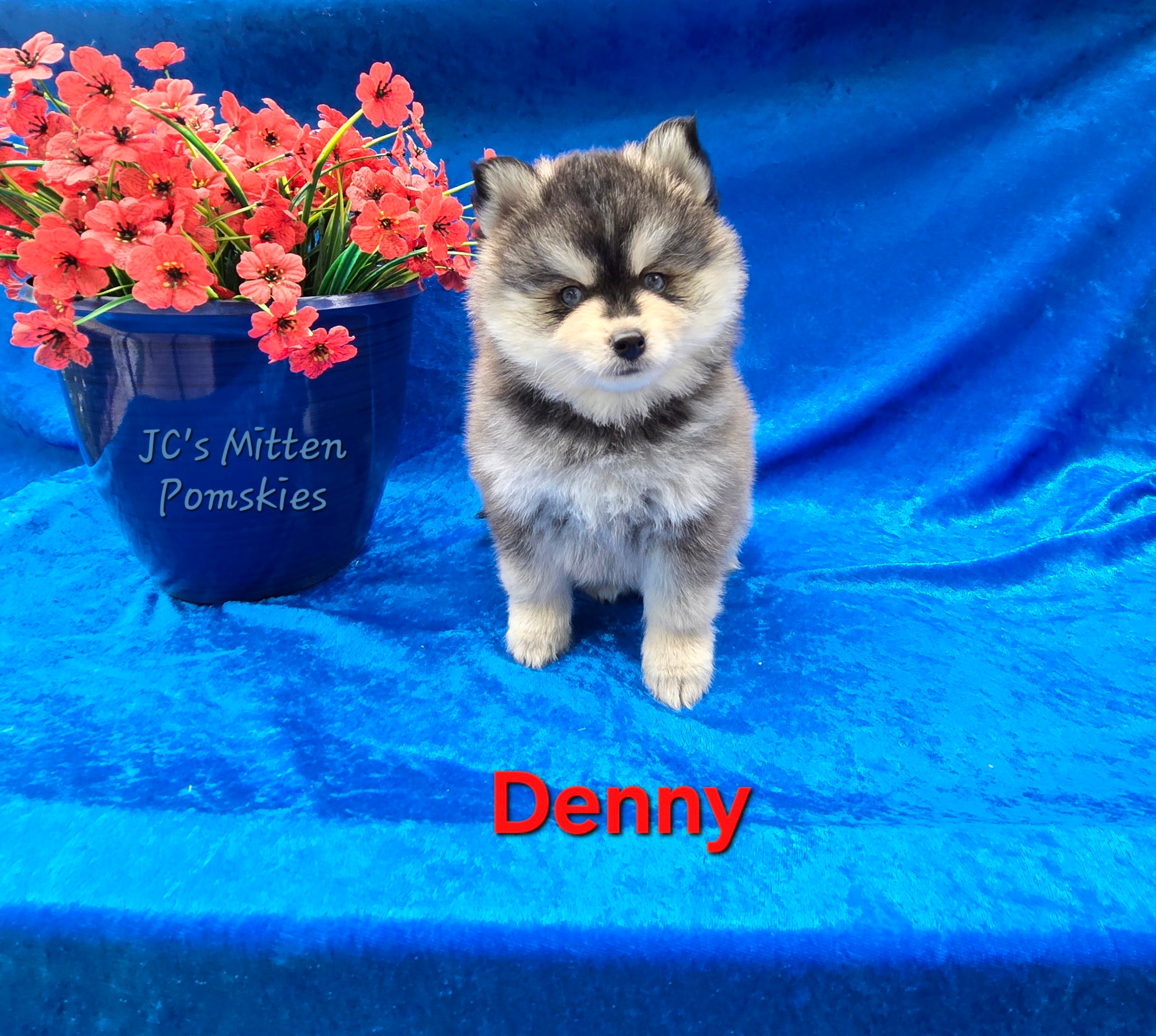 Denny (MALE)