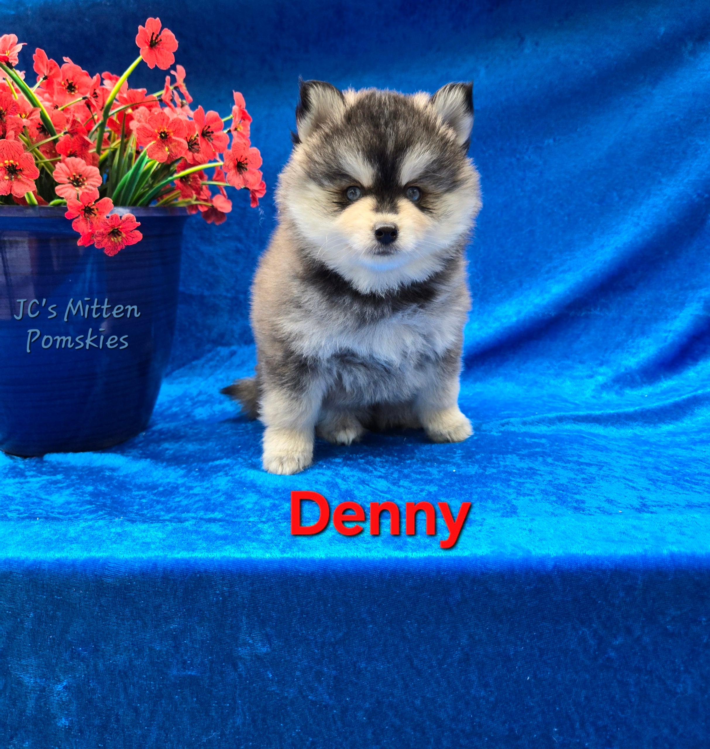 Denny (MALE)