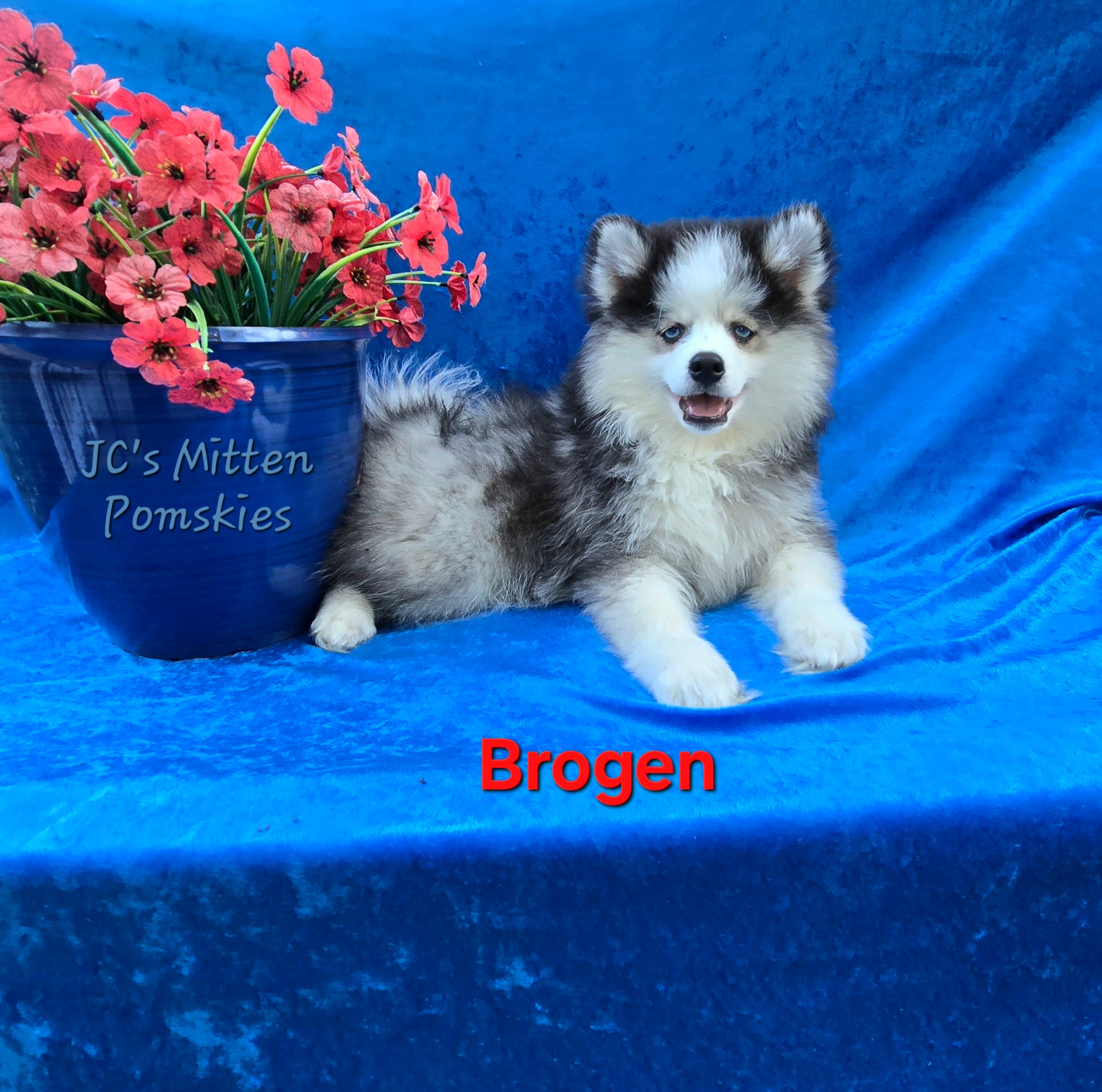 Brogen (MALE)