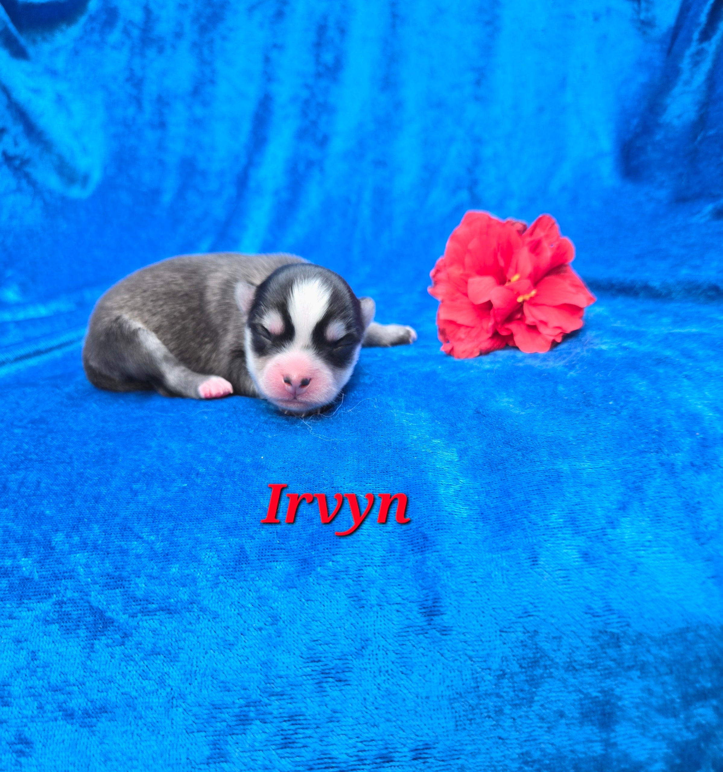 Irvyn (MALE) Micro