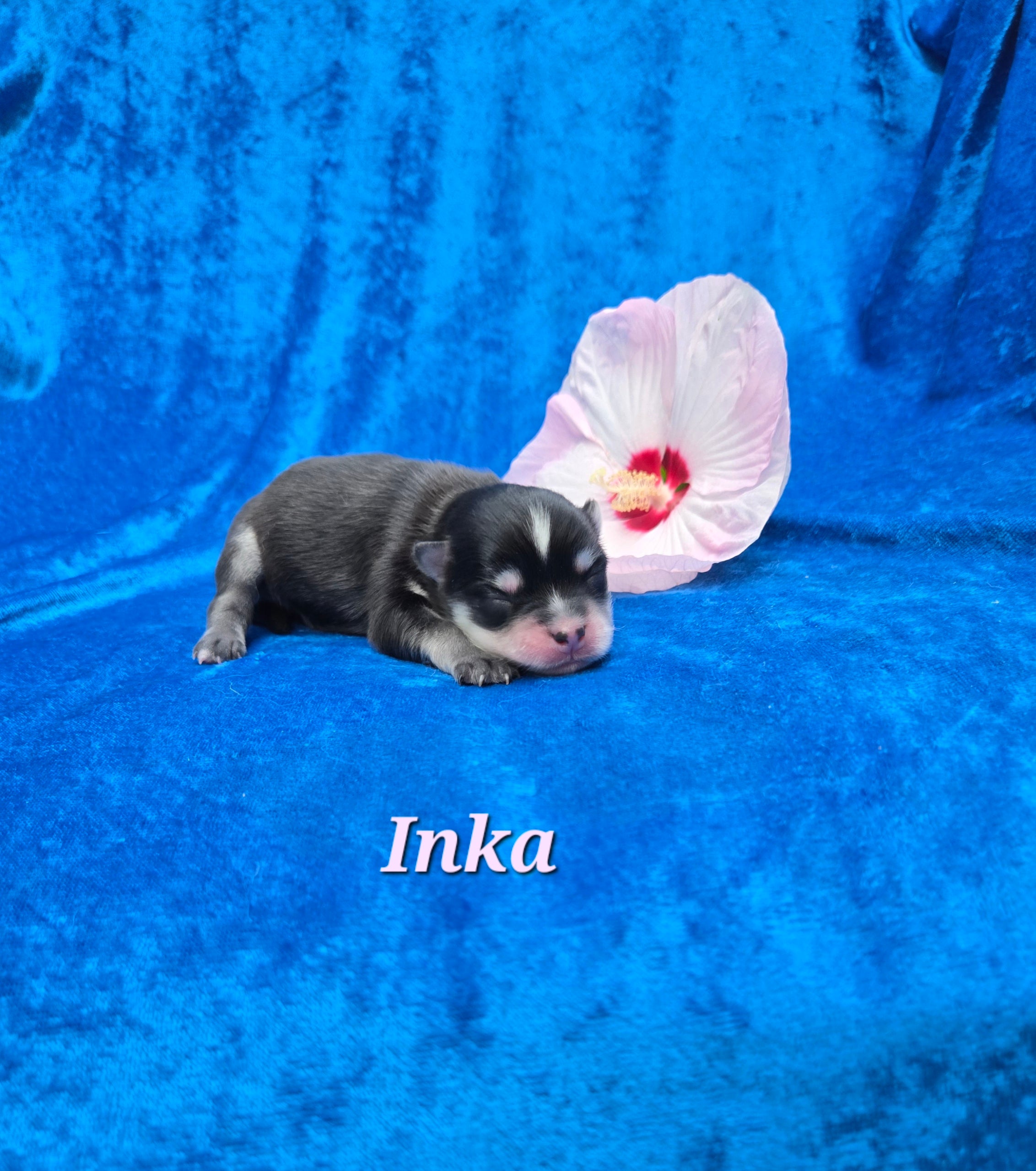 Inka (FEMALE) Micro