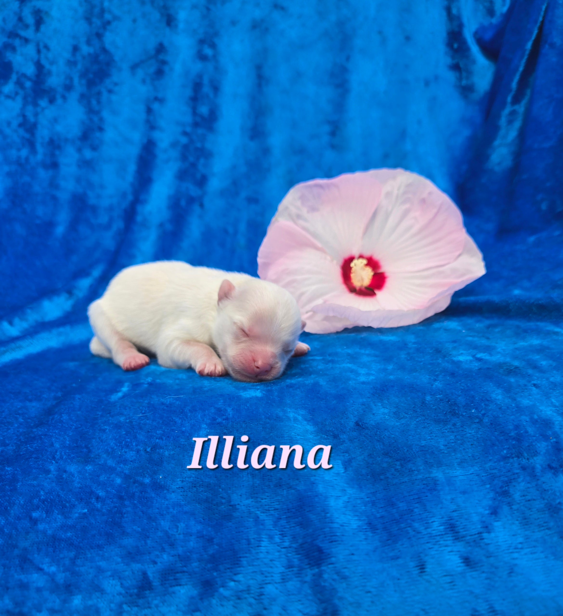 Illiana (FEMALE) Micro