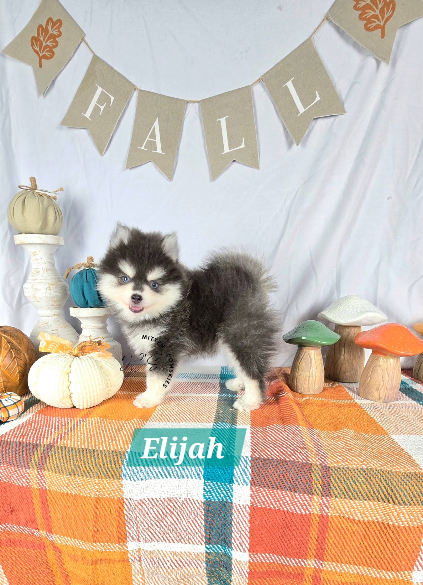 AVAILABLE PUPPIES