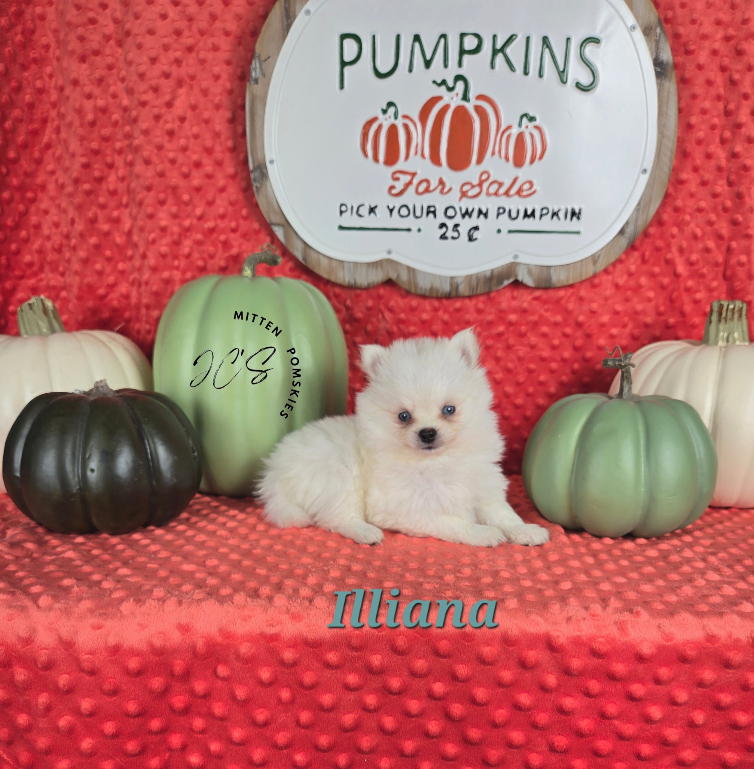 Illiana (FEMALE) Micro