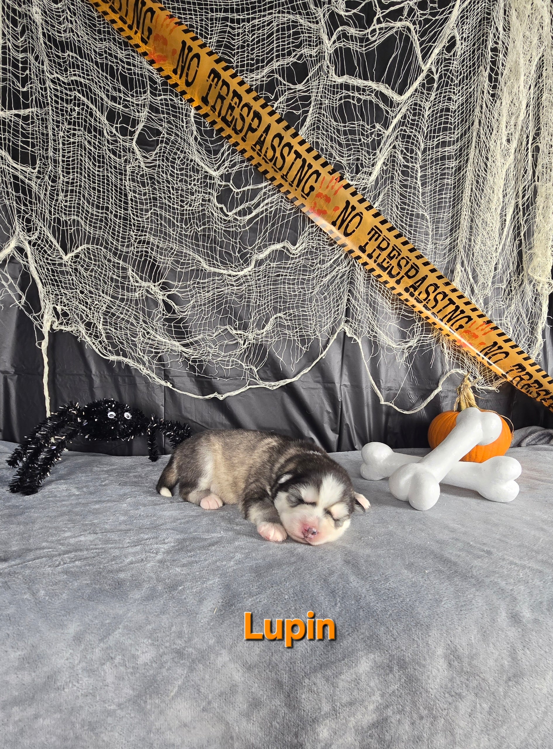 Lupin (MALE)