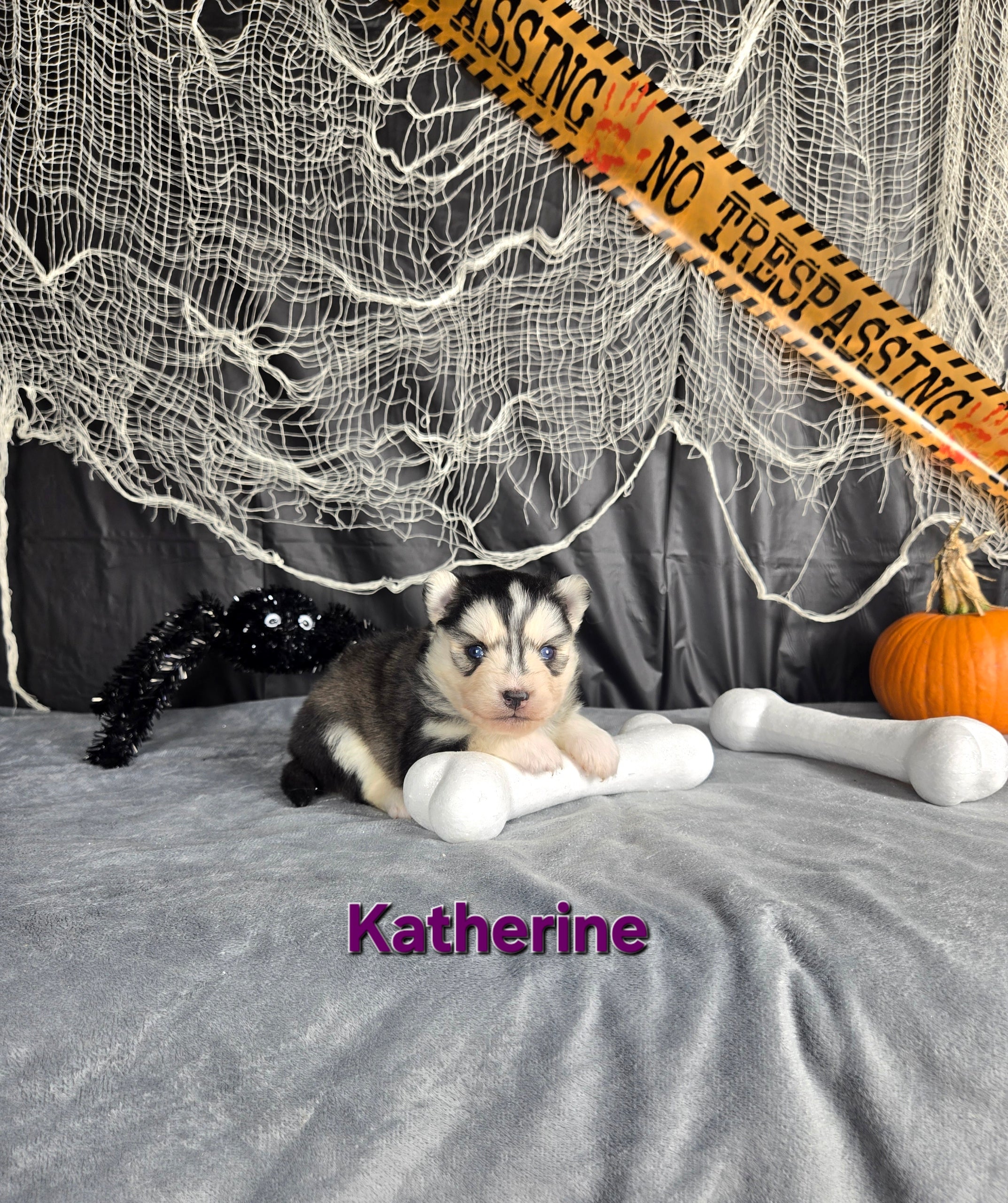 Katherine (FEMALE)