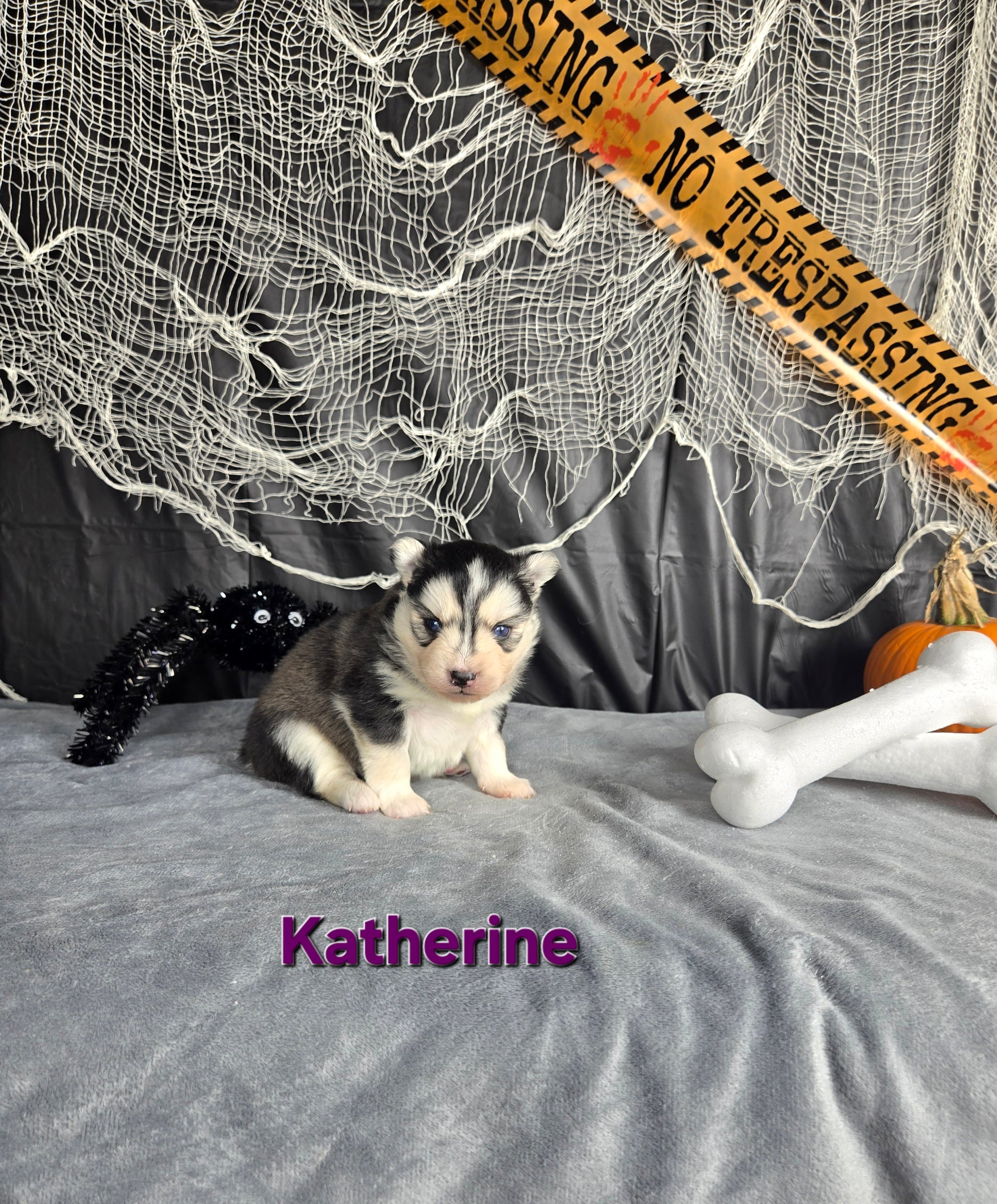 Katherine (FEMALE)