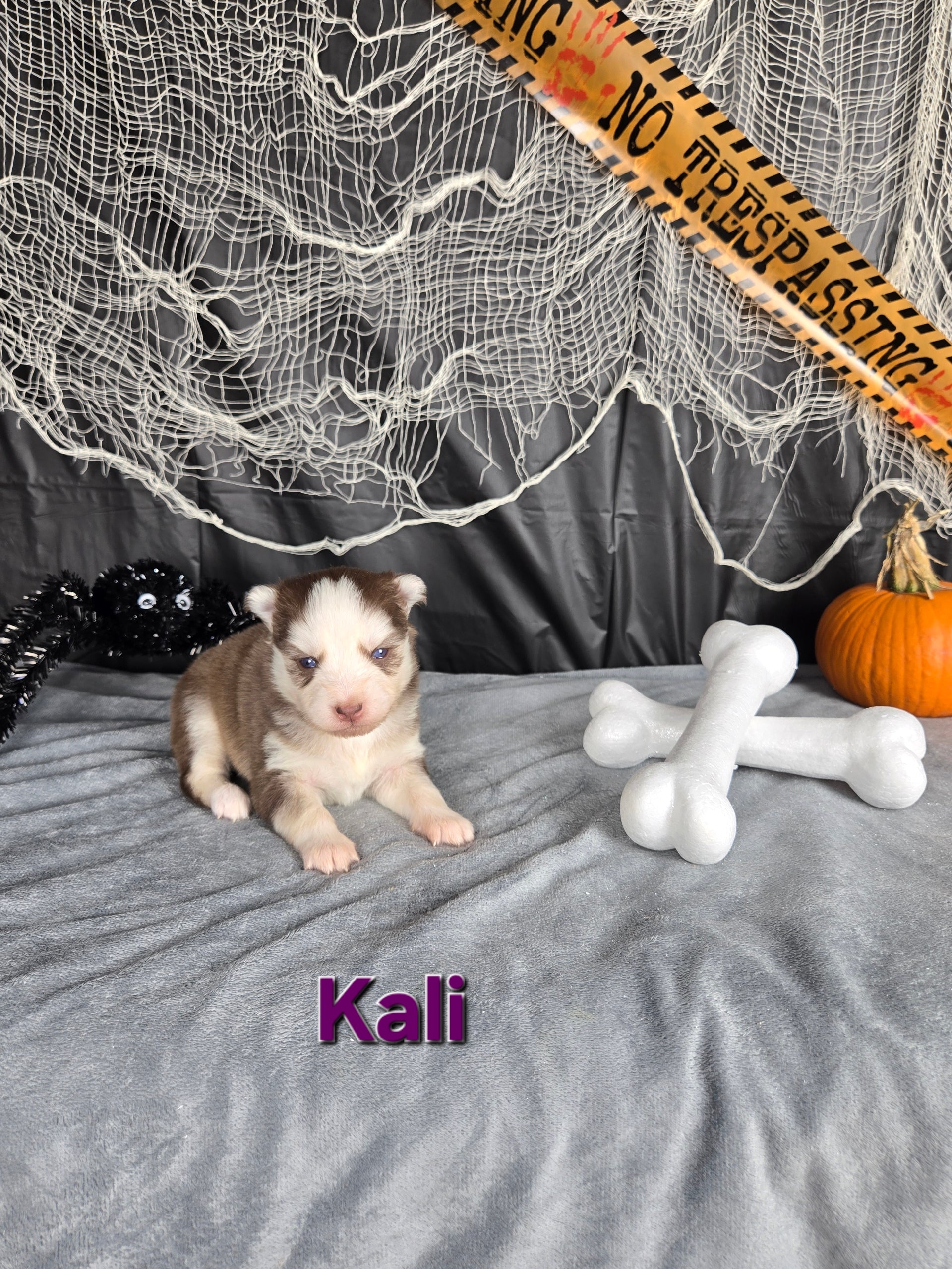 Kali (FEMALE)