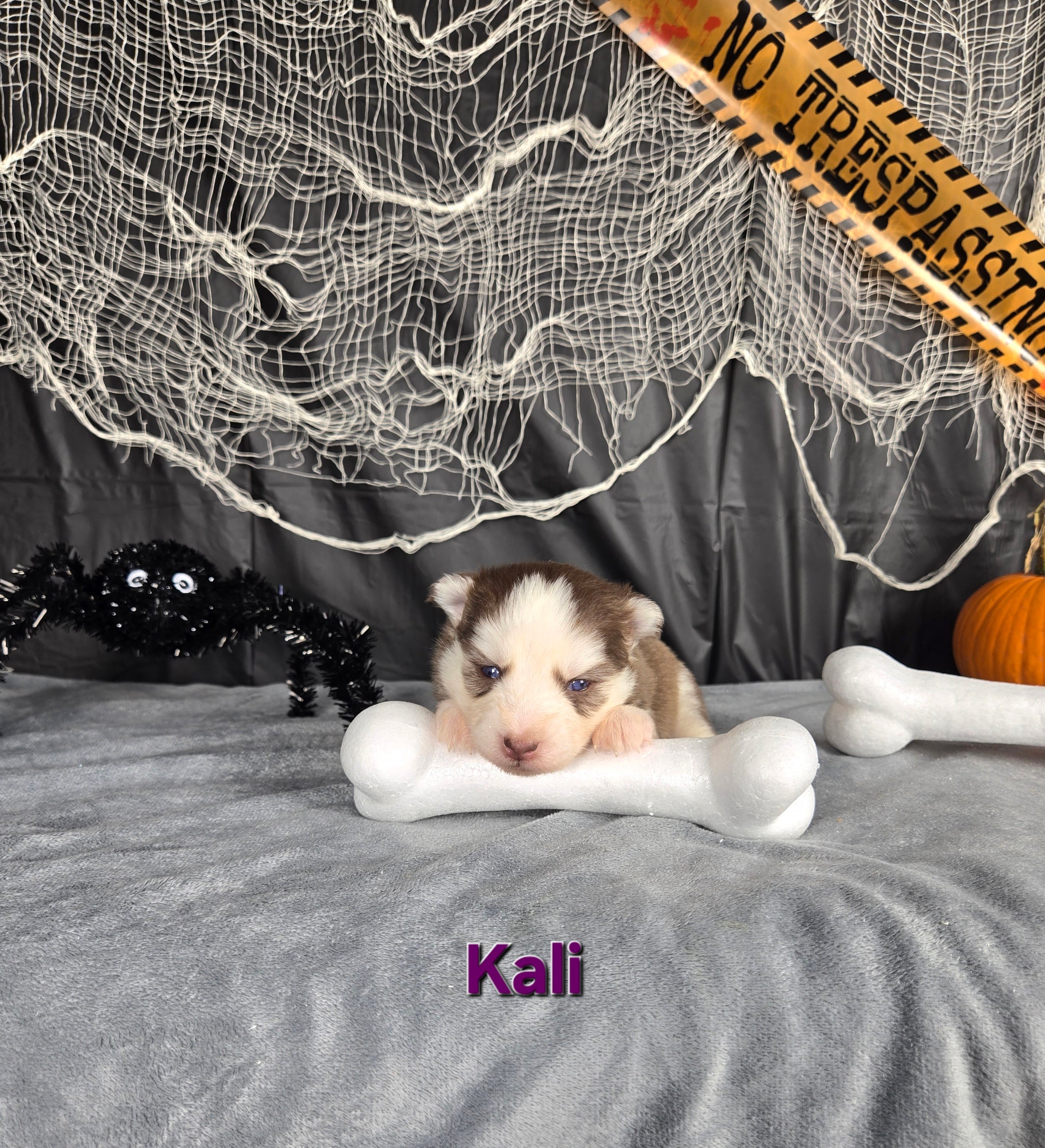 Kali (FEMALE)