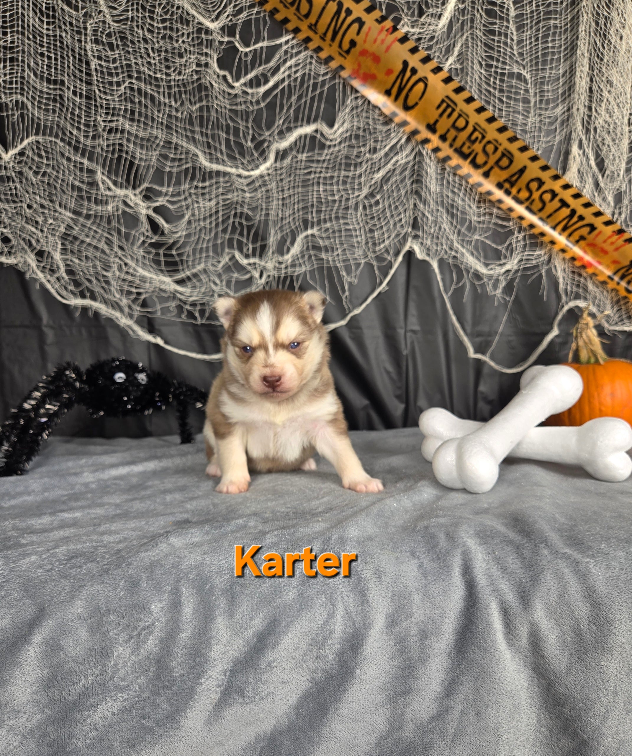 Karter (MALE)