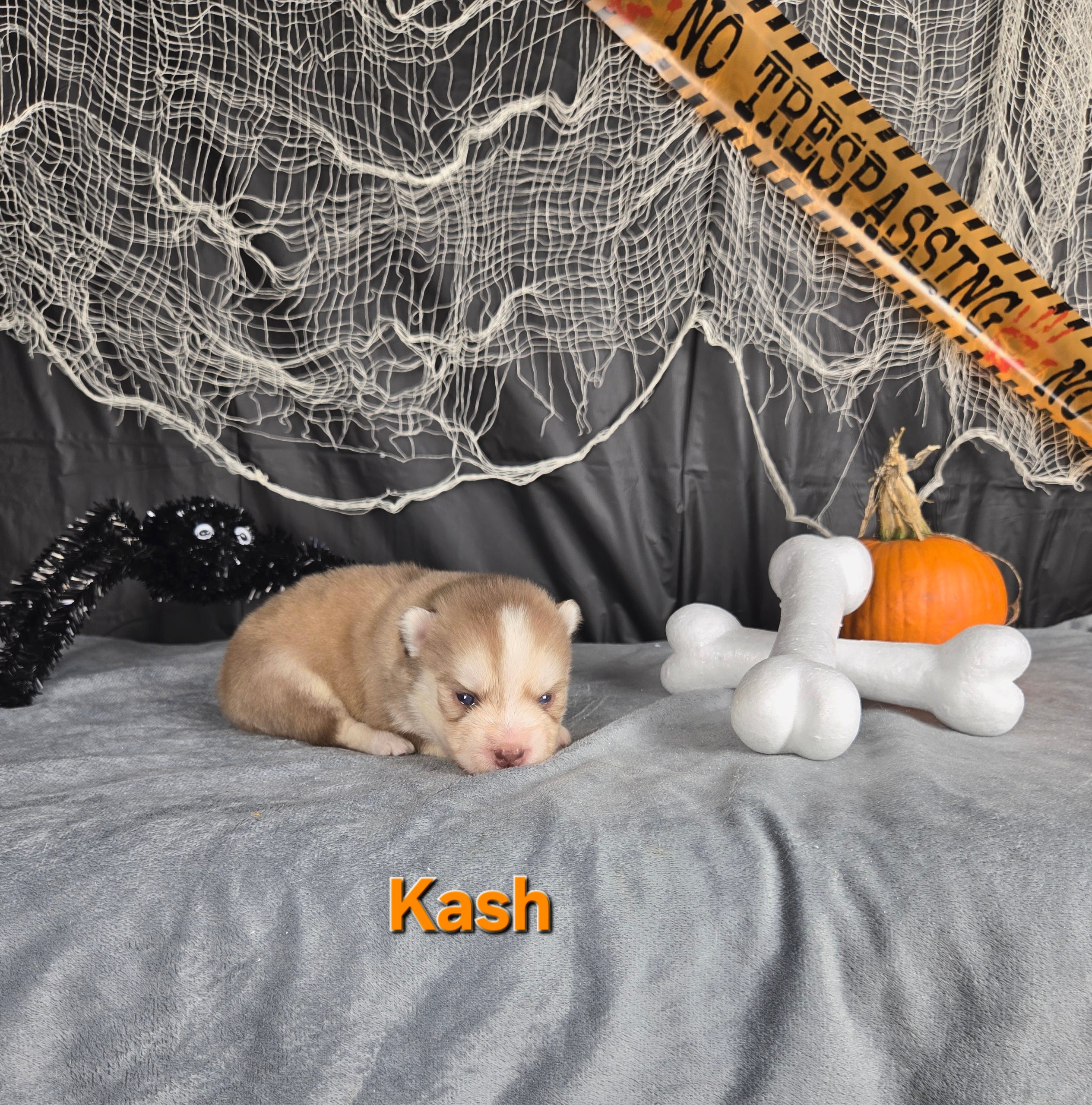 Kash (MALE)