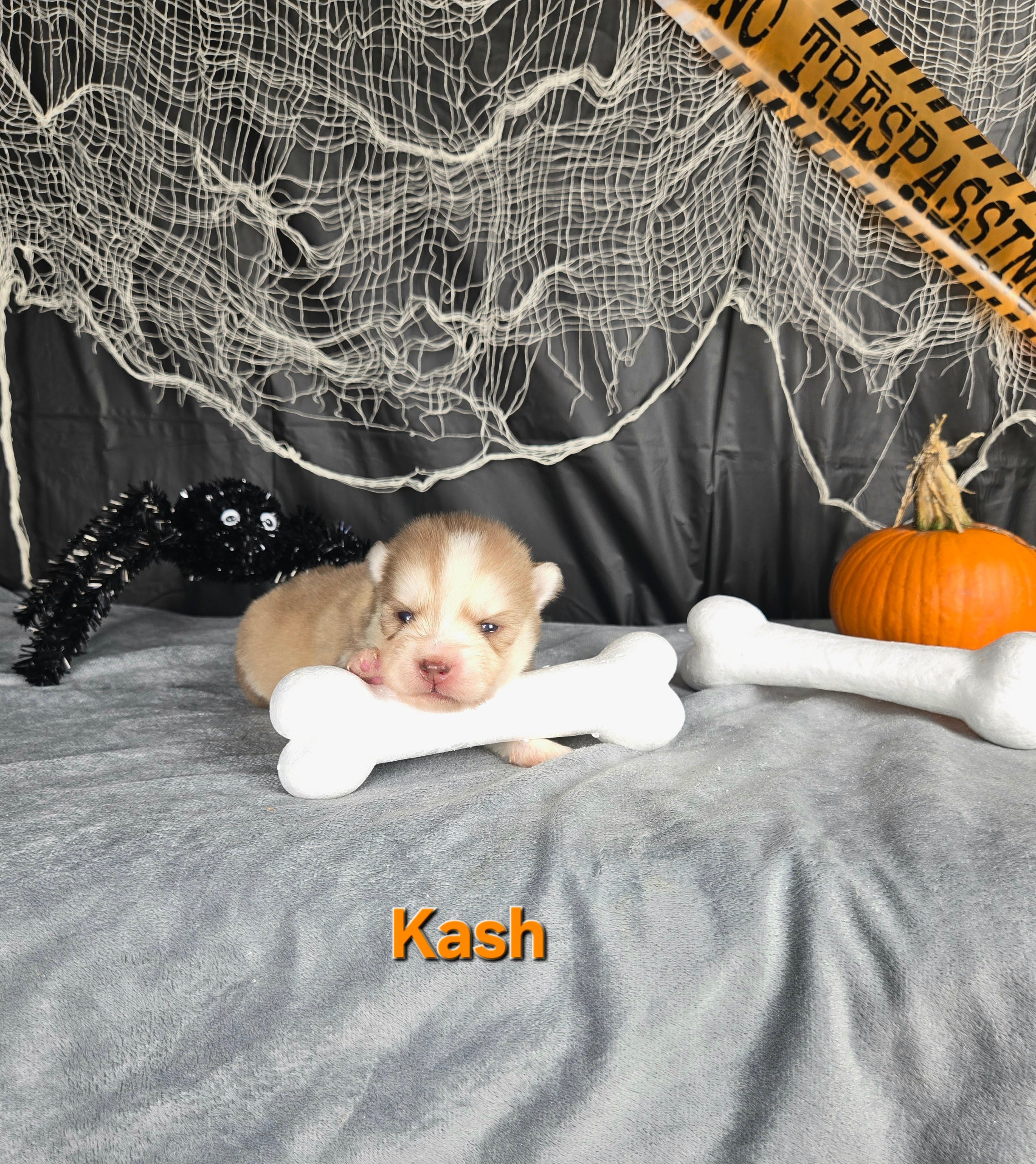 Kash (MALE)
