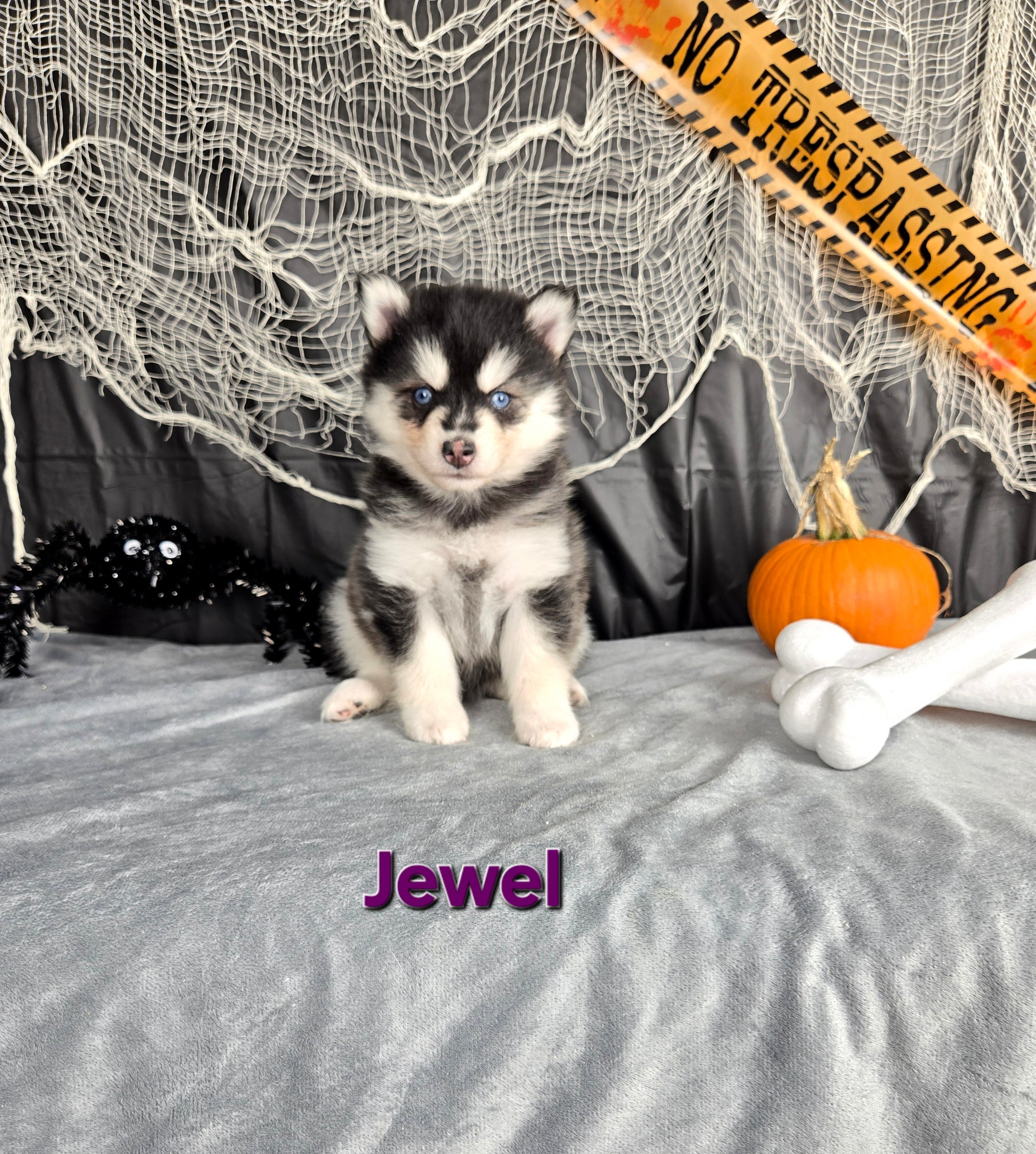Jewel (FEMALE)