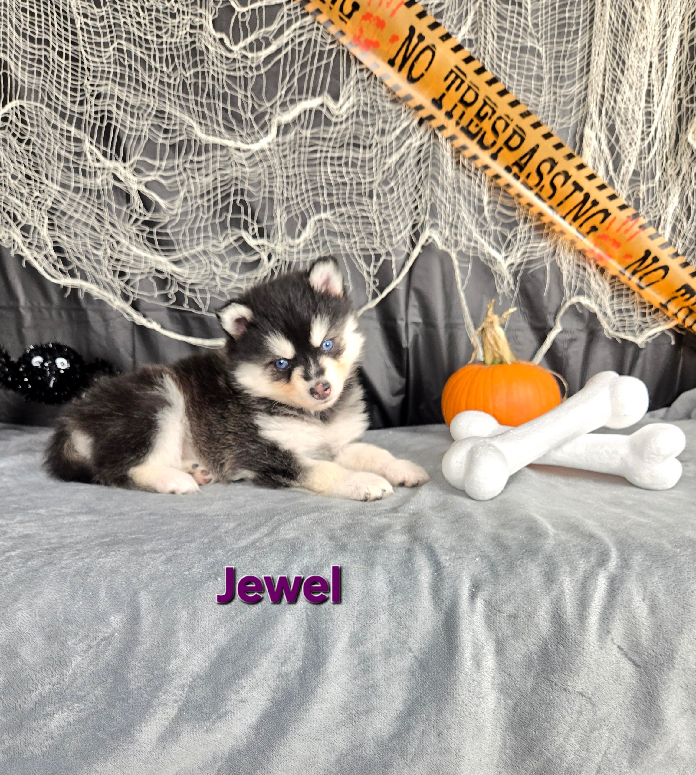 Jewel (FEMALE)