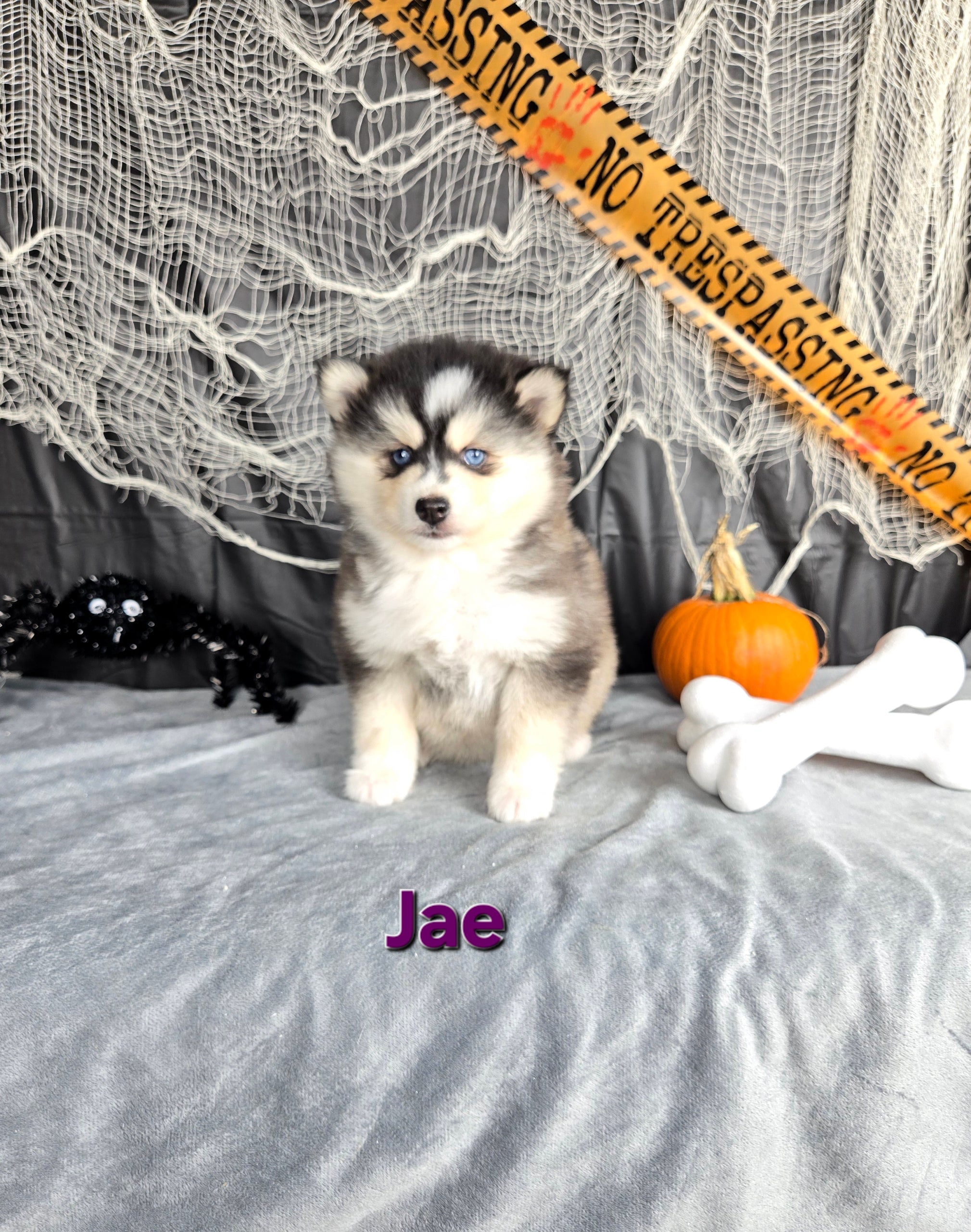 Jae (FEMALE)
