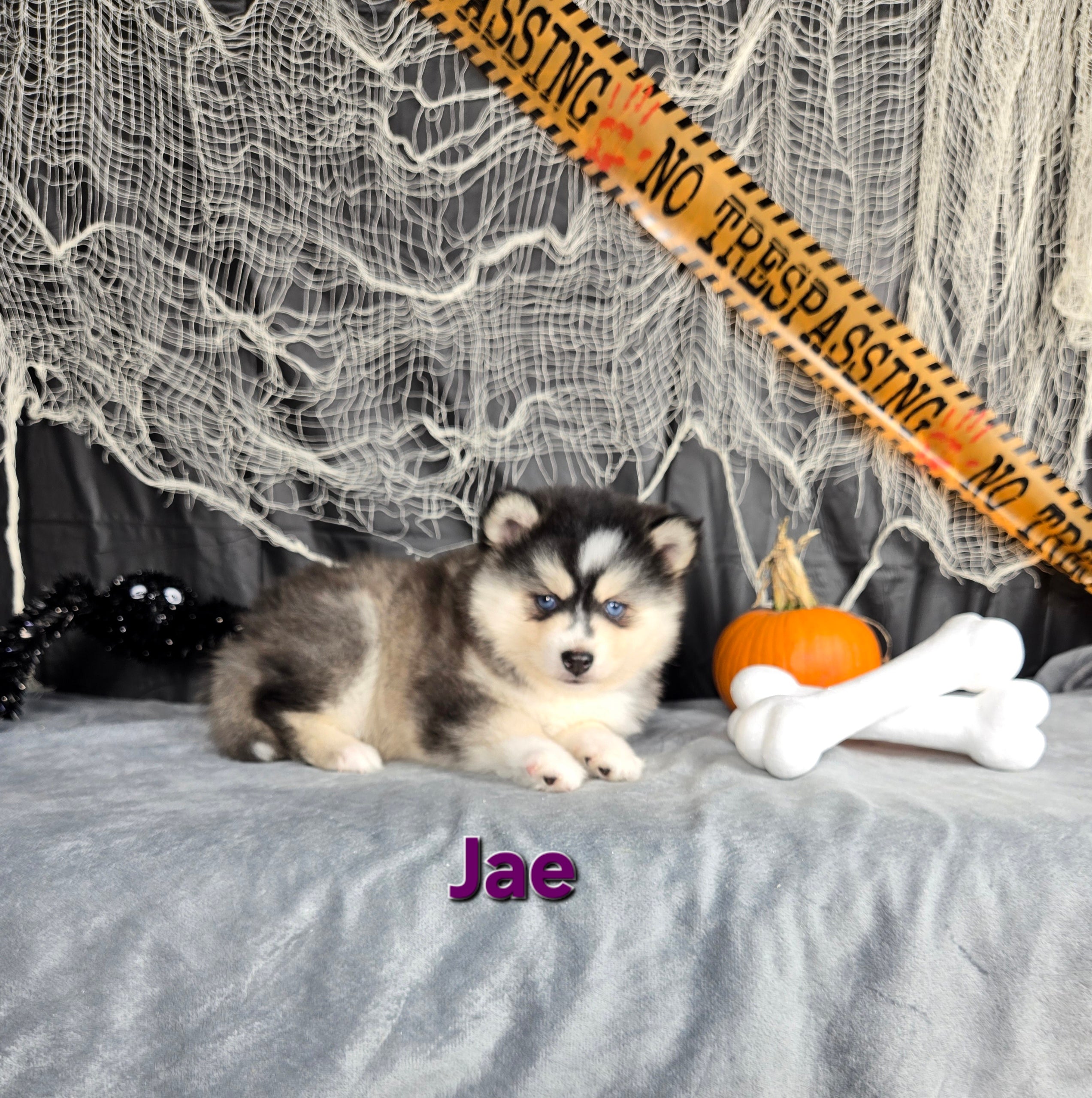 Jae (FEMALE)