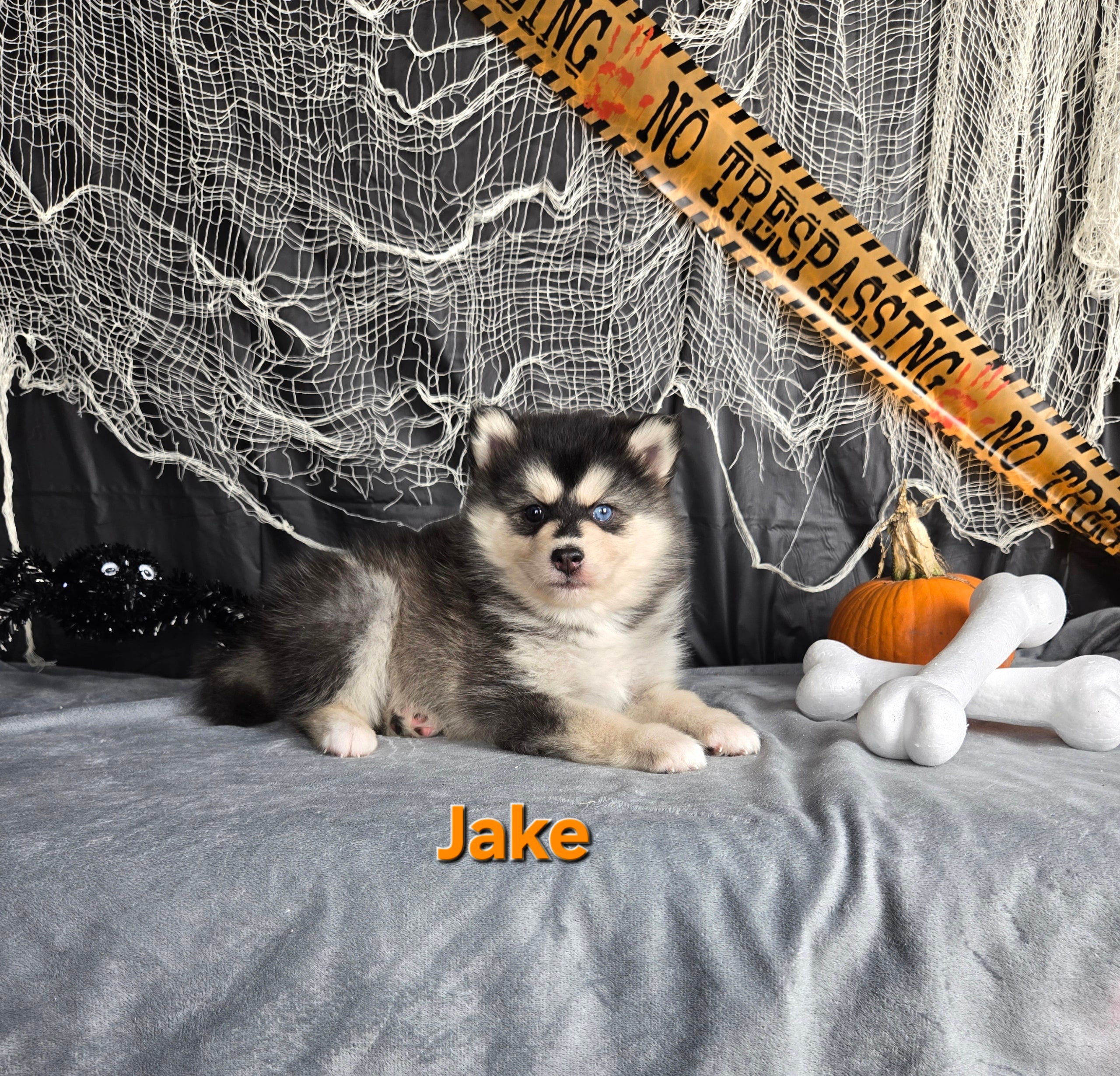 Jake (MALE)