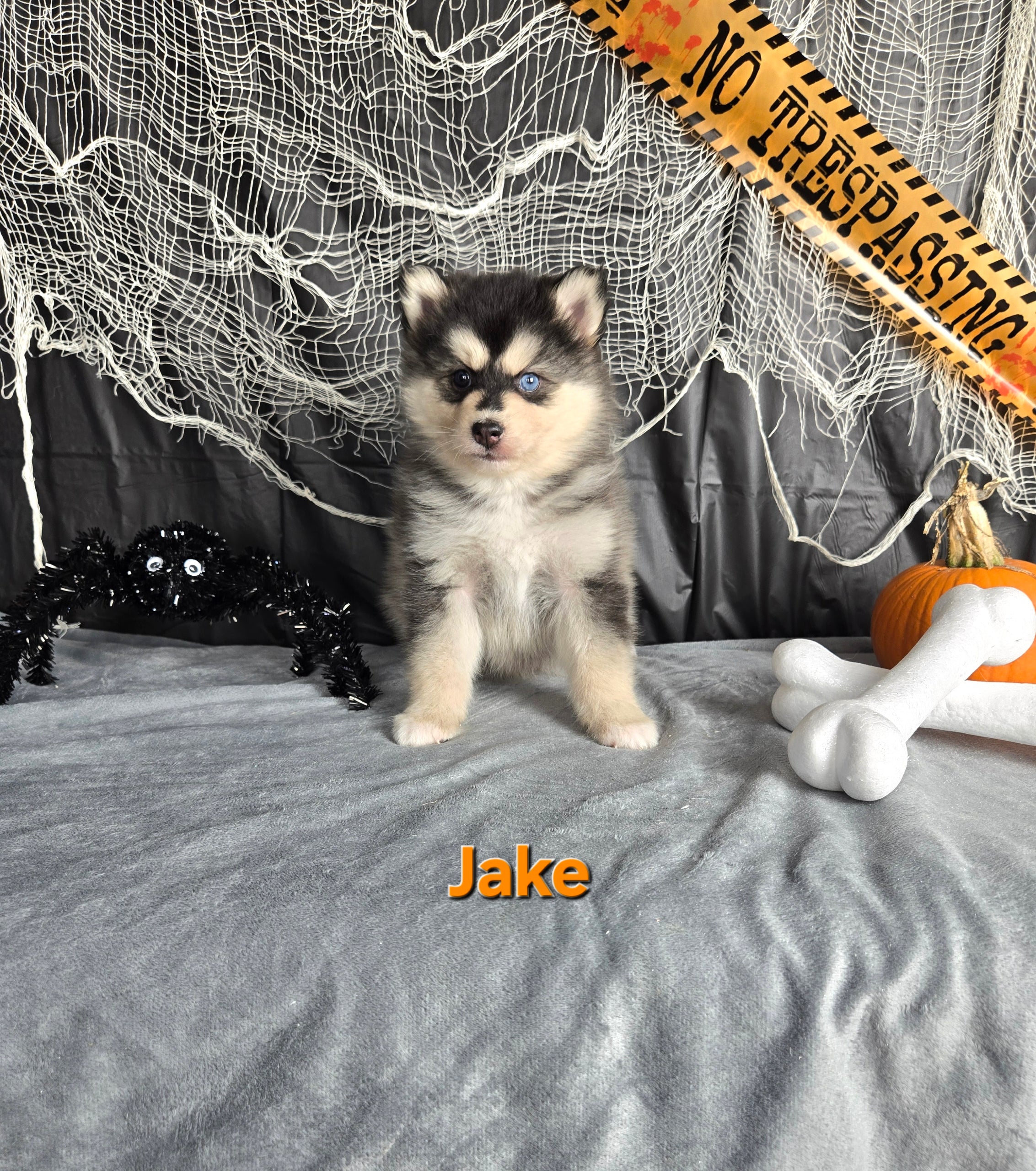 Jake (MALE)