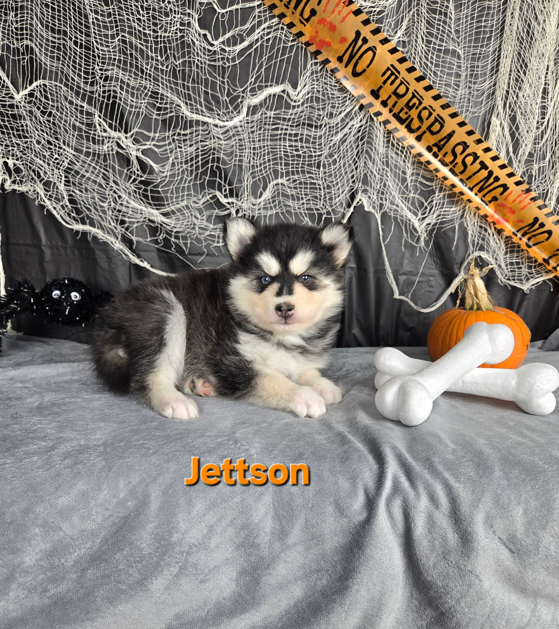 Jettson (MALE)
