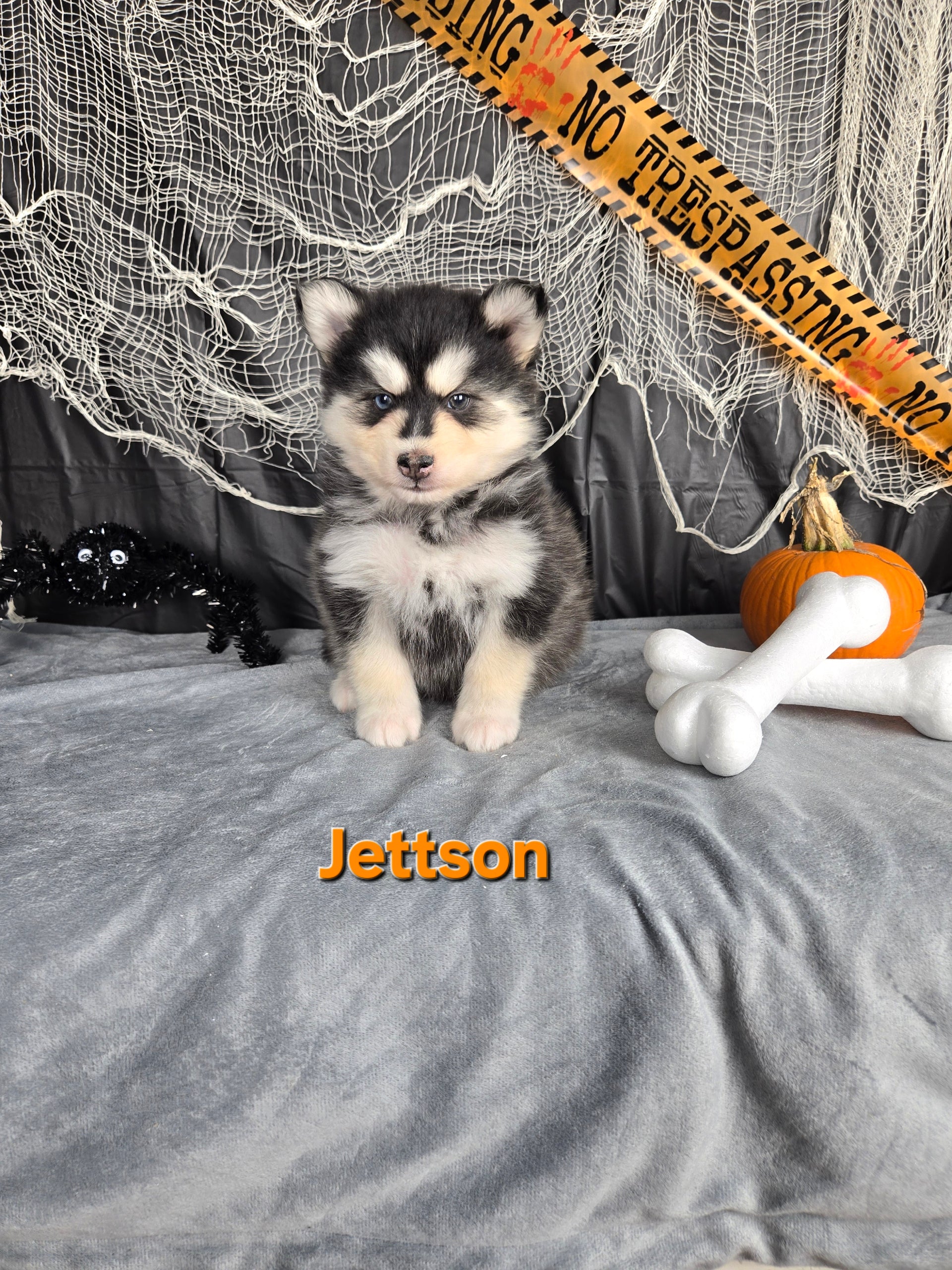 Jettson (MALE)