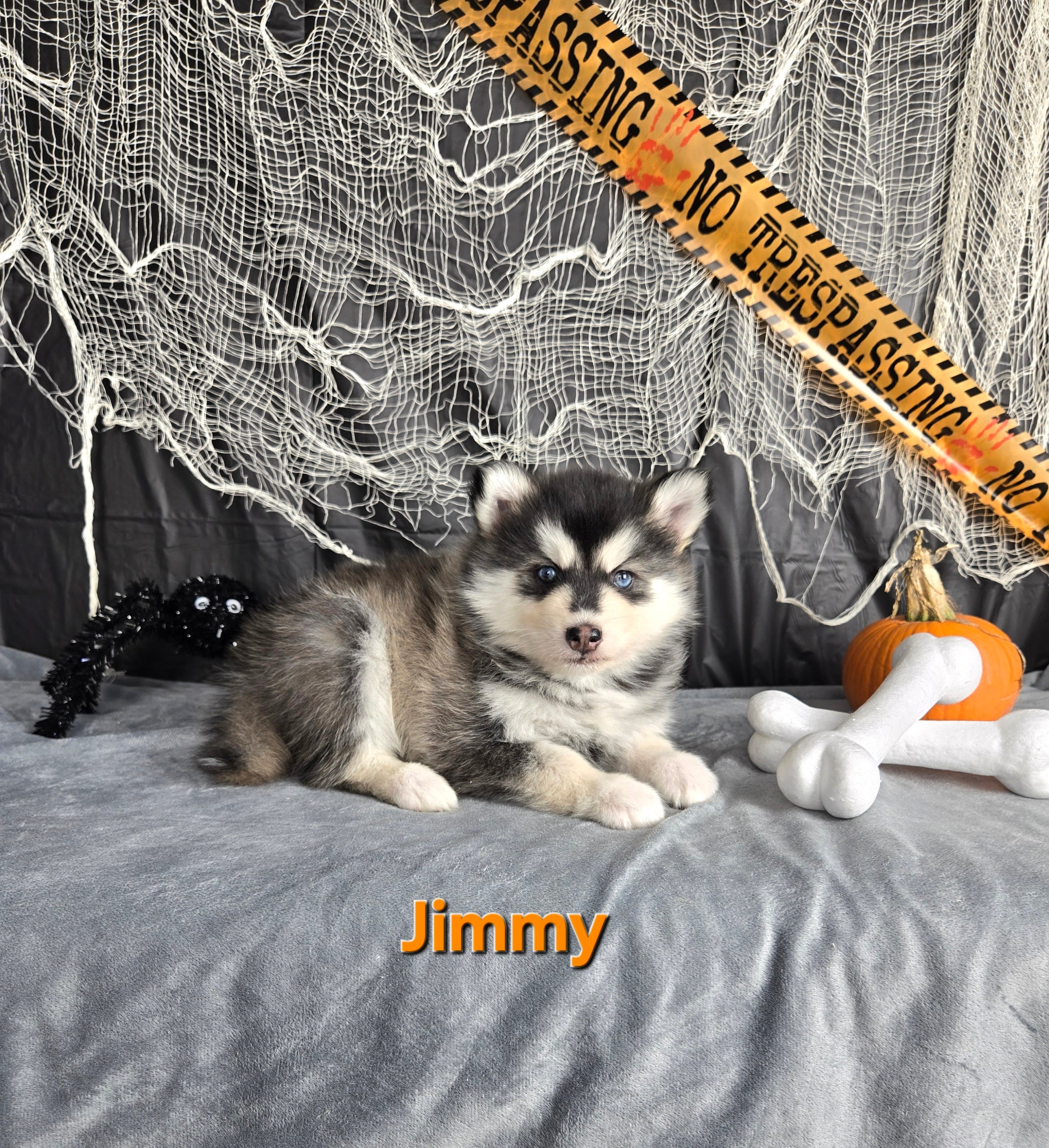 Jimmy (MALE)
