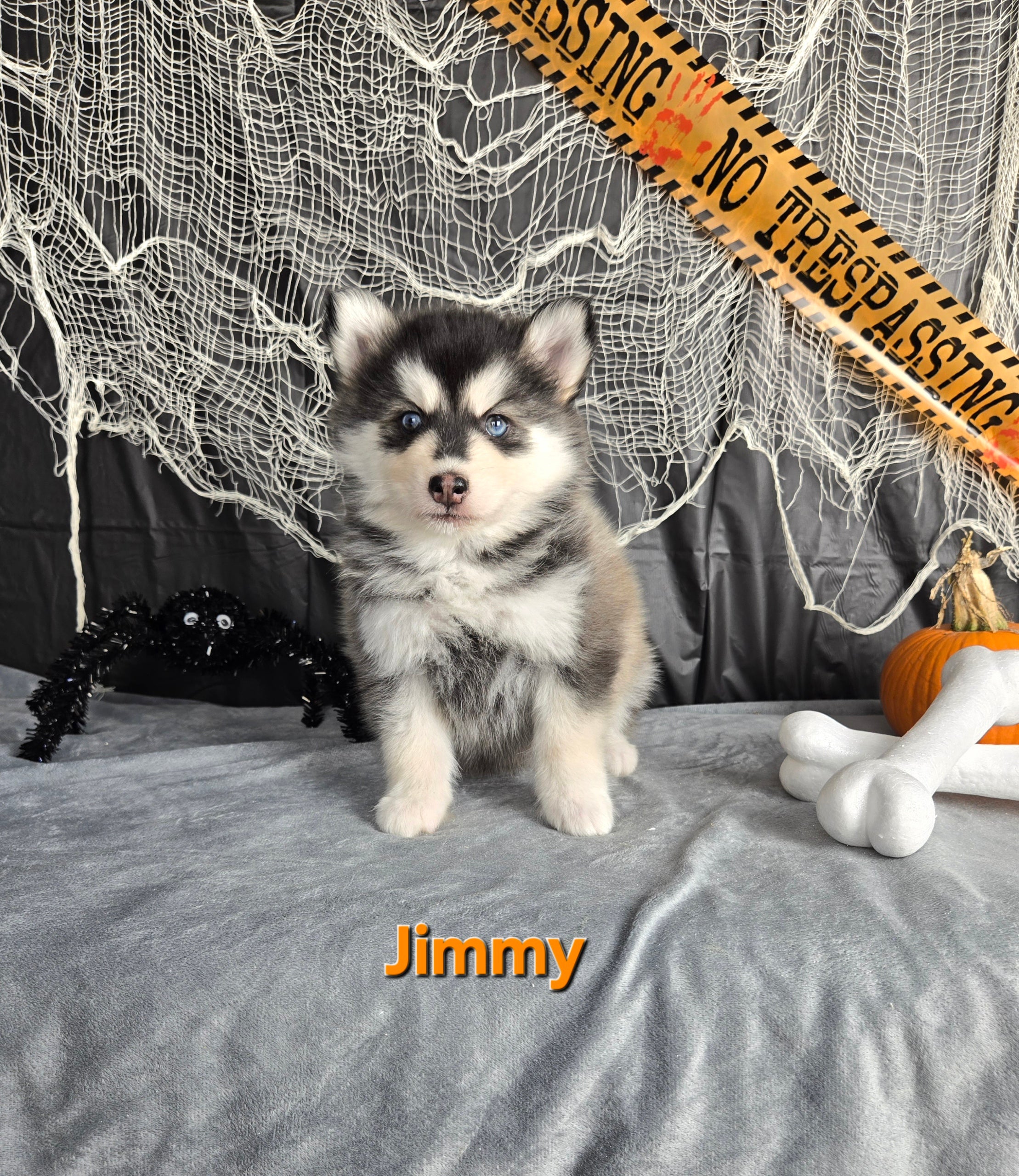 Jimmy (MALE)
