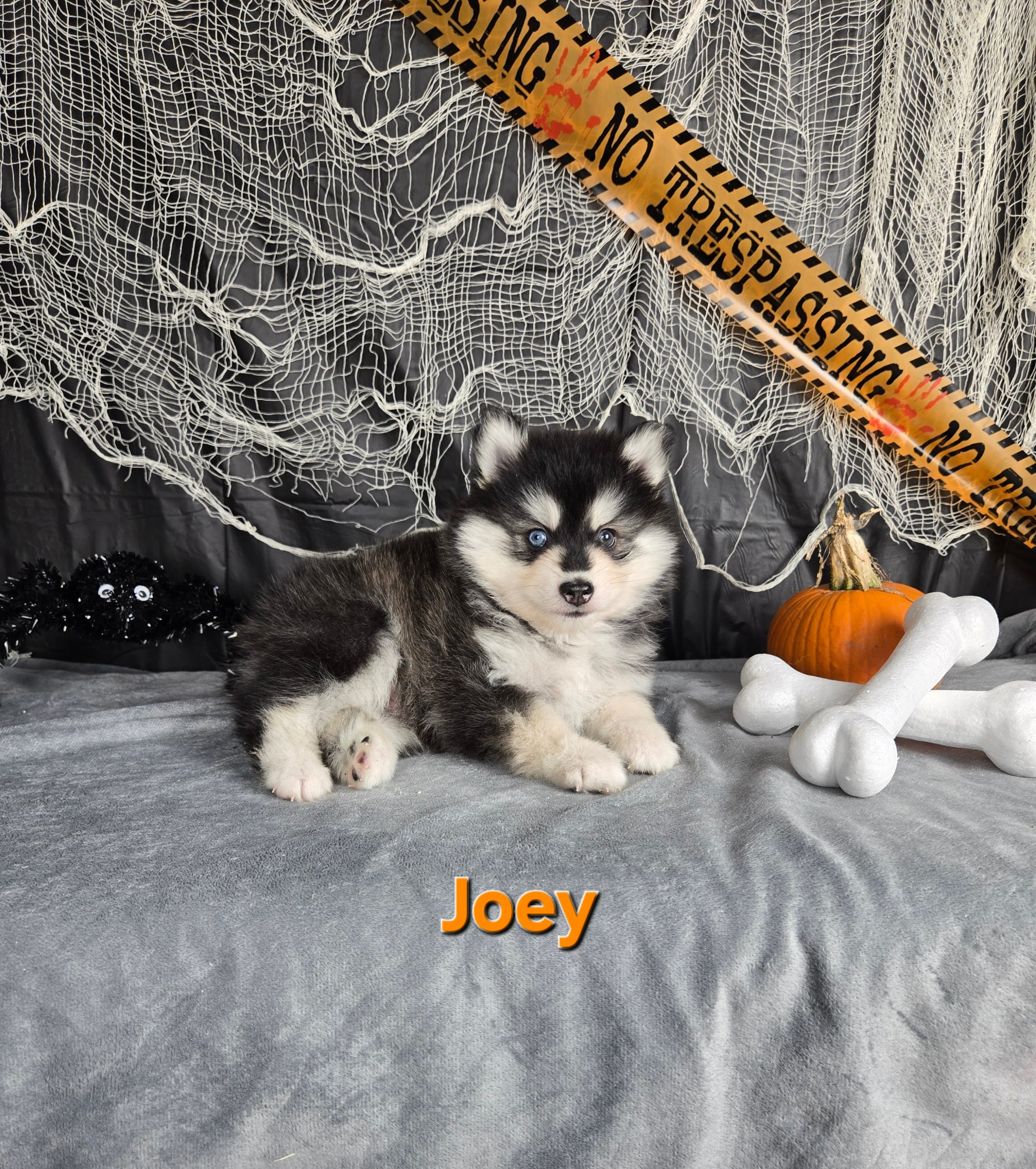 Joey (MALE)
