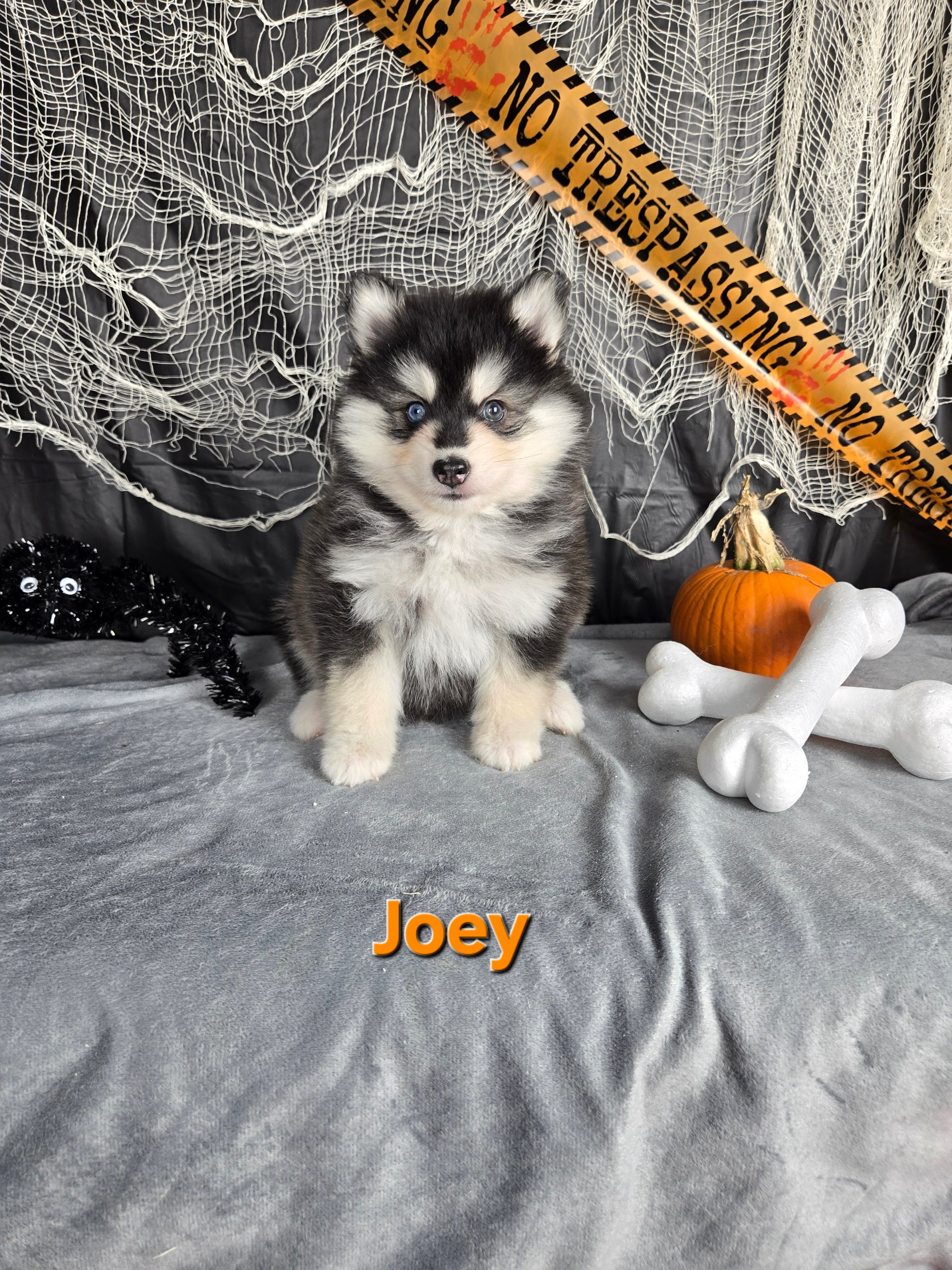 Joey (MALE)