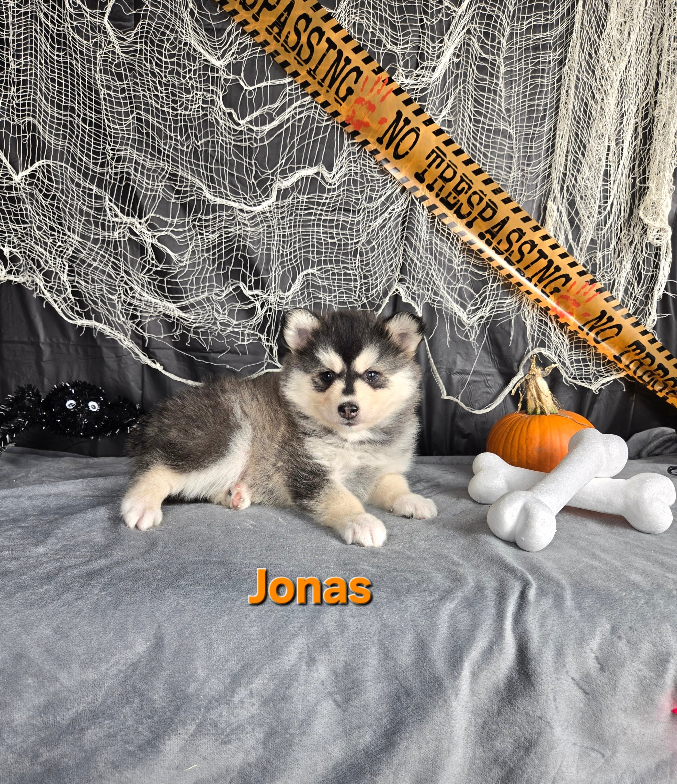 Jonas (MALE)