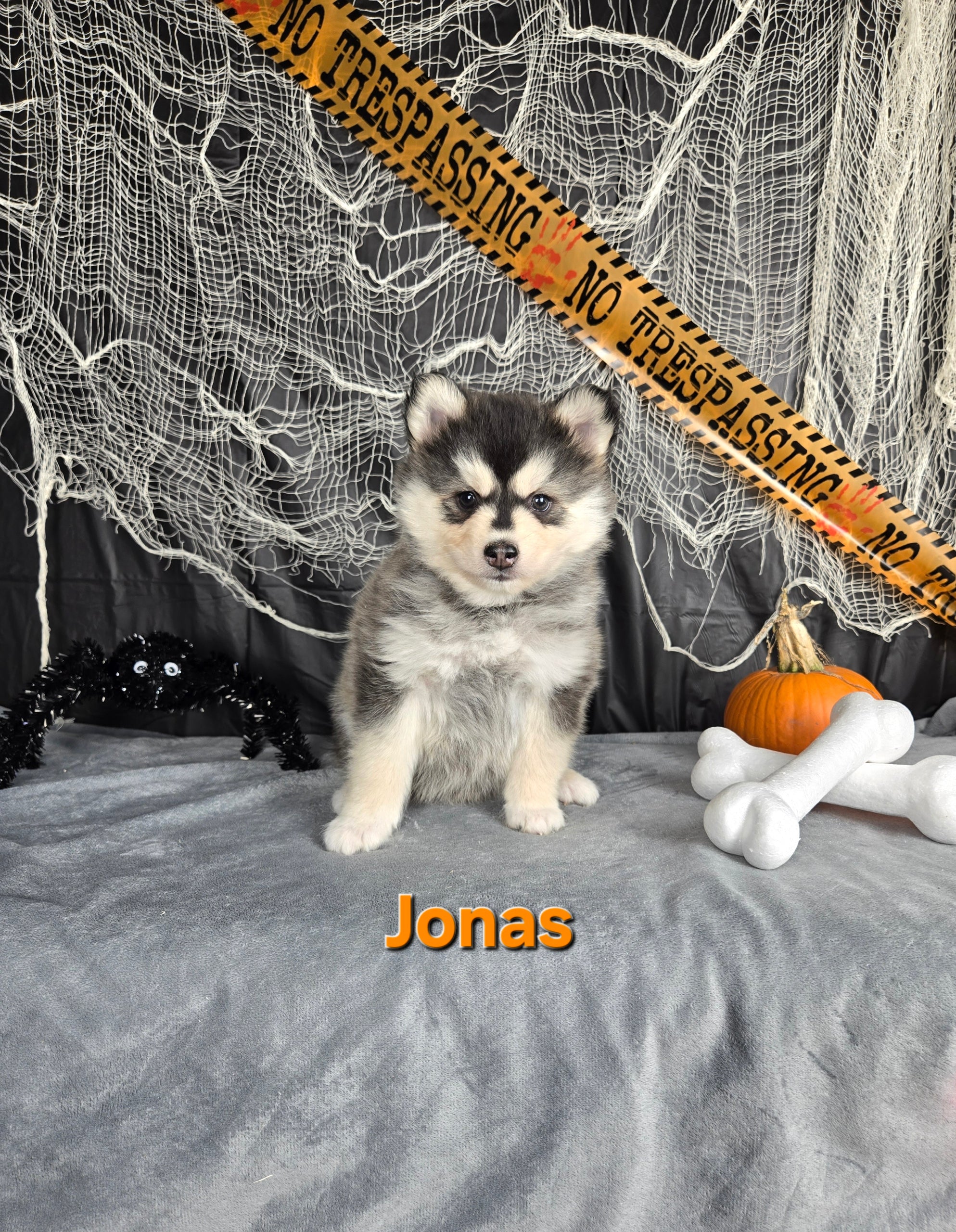 Jonas (MALE)