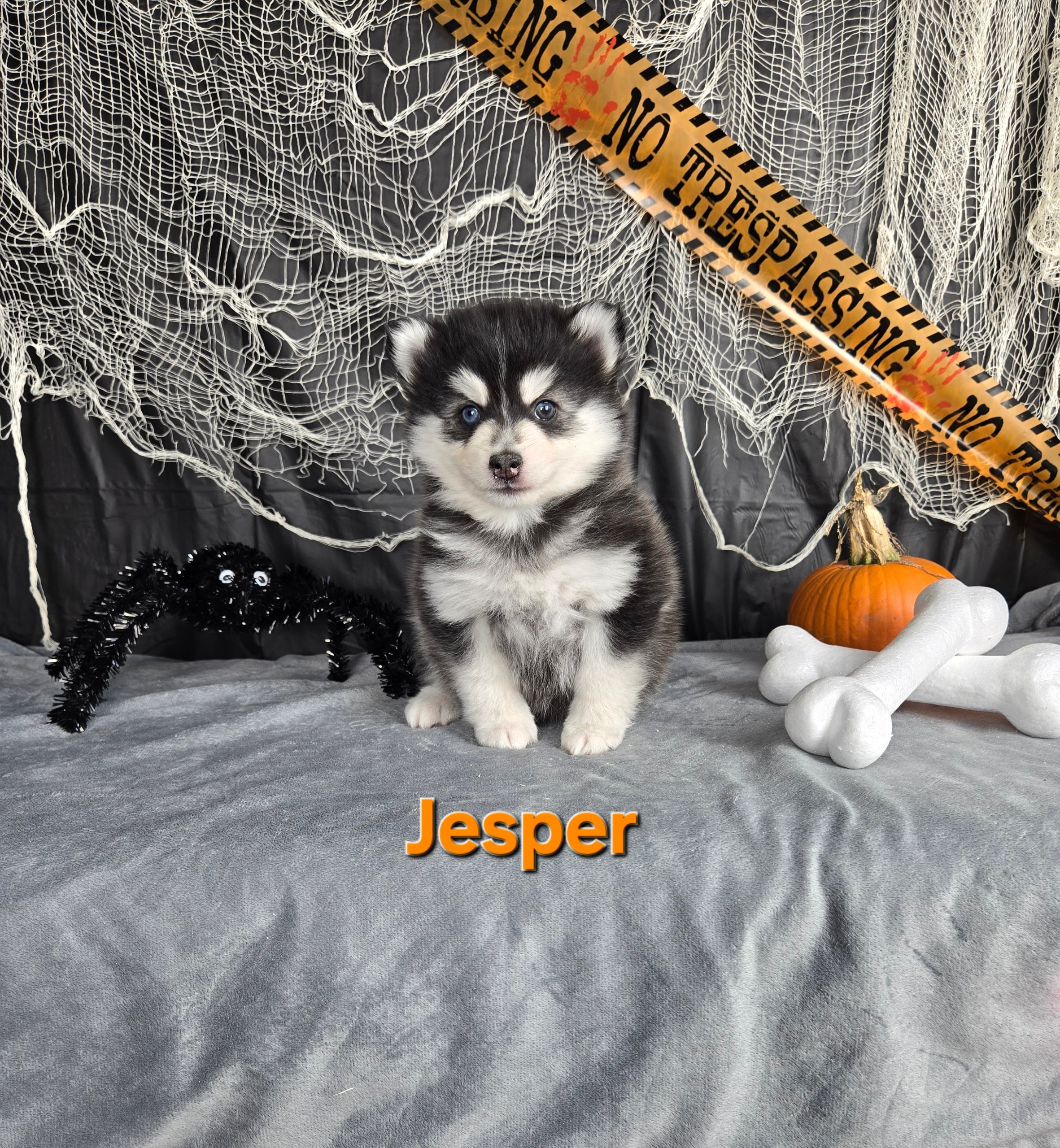 Jesper (MALE)