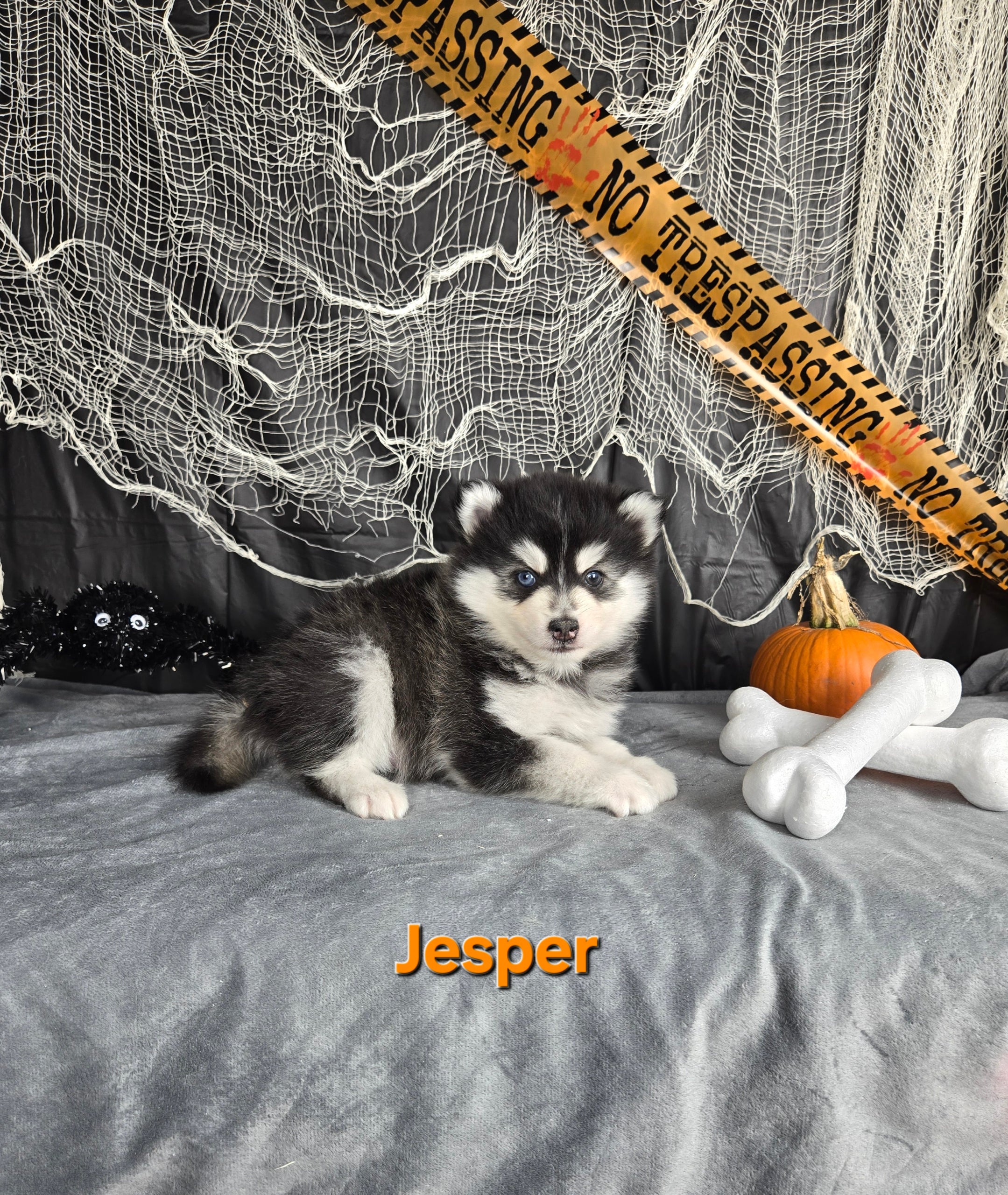 Jesper (MALE)