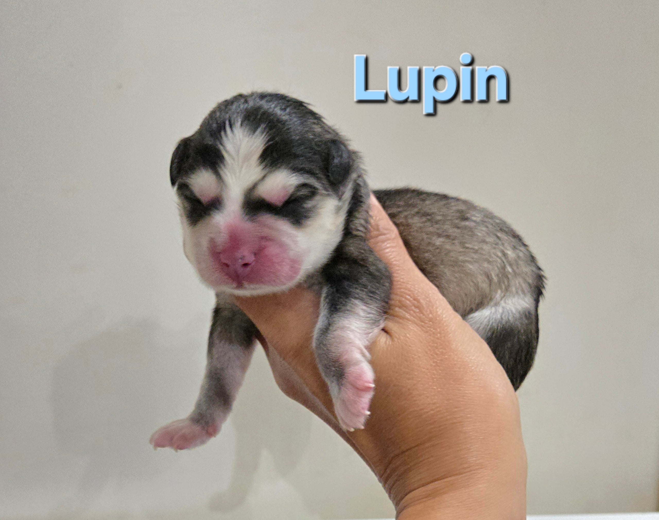Lupin (MALE)
