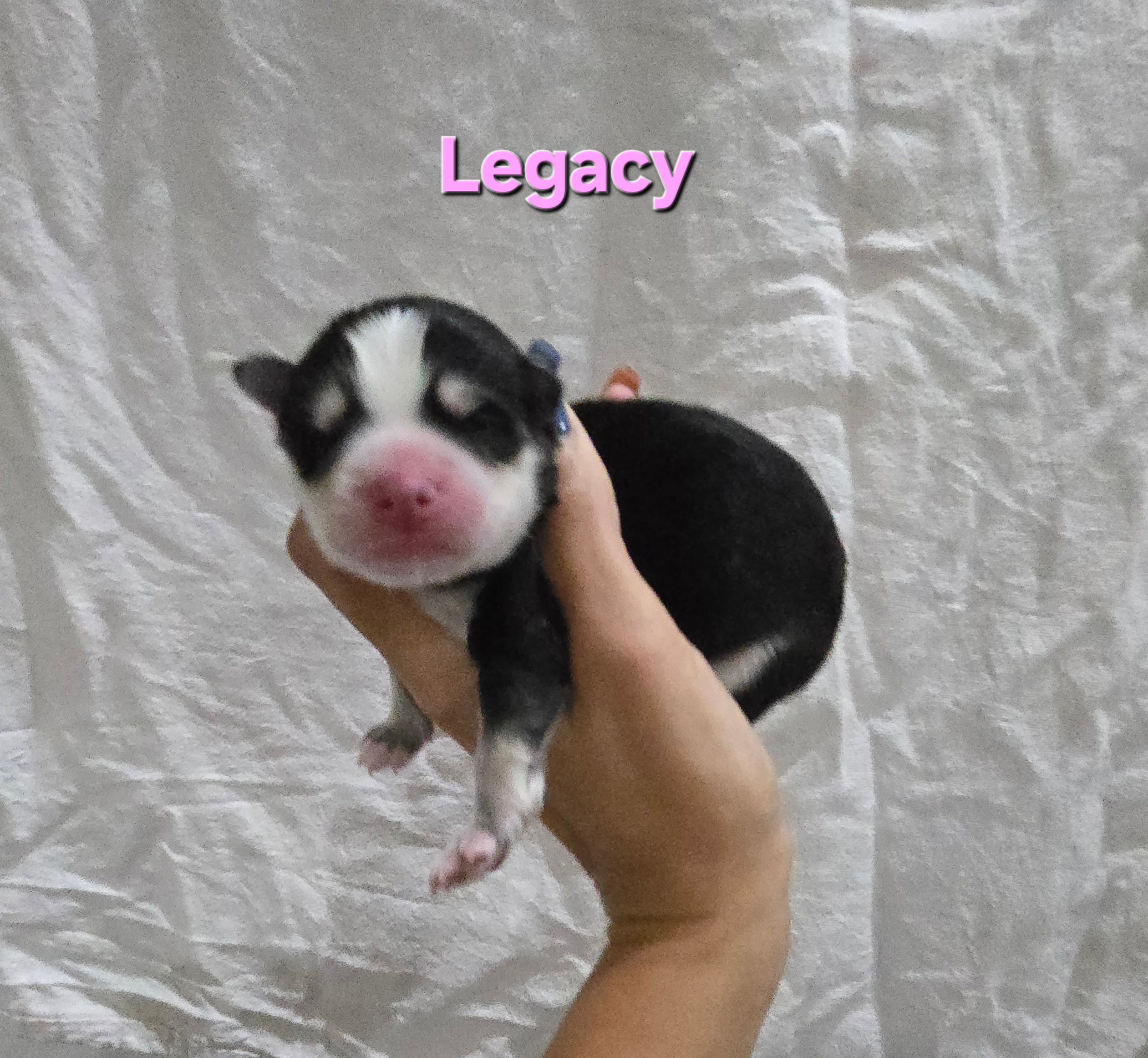 Legacy (FEMALE)