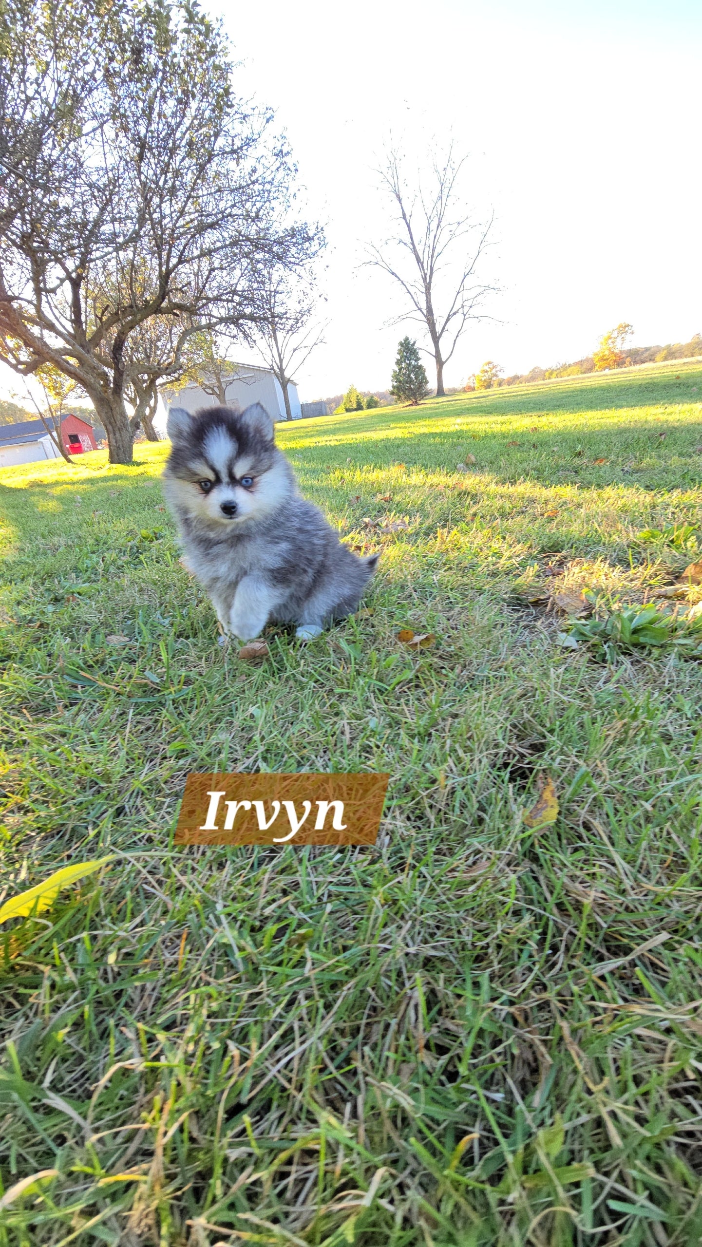 Irvyn (MALE) Micro