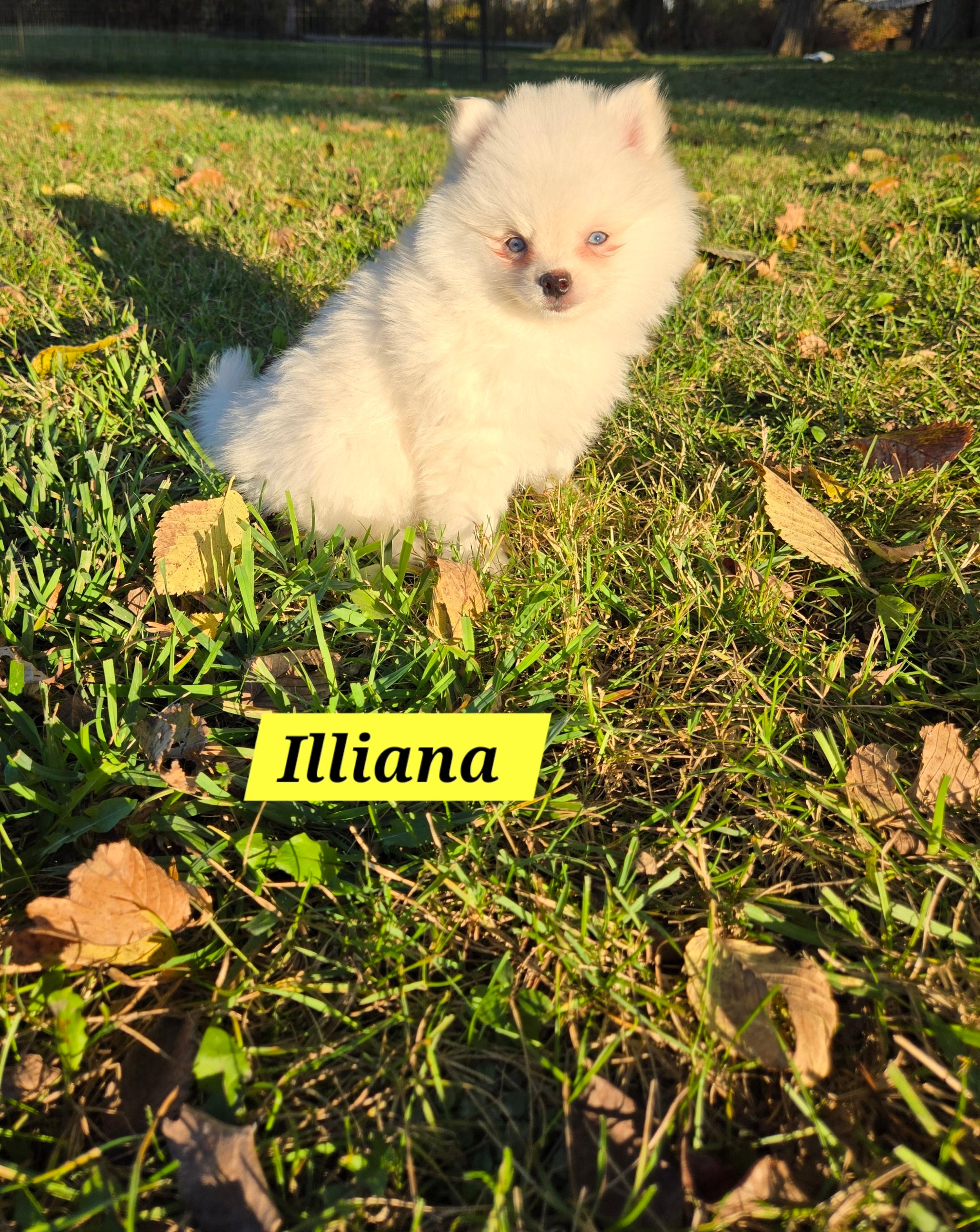 Illiana (FEMALE) Micro
