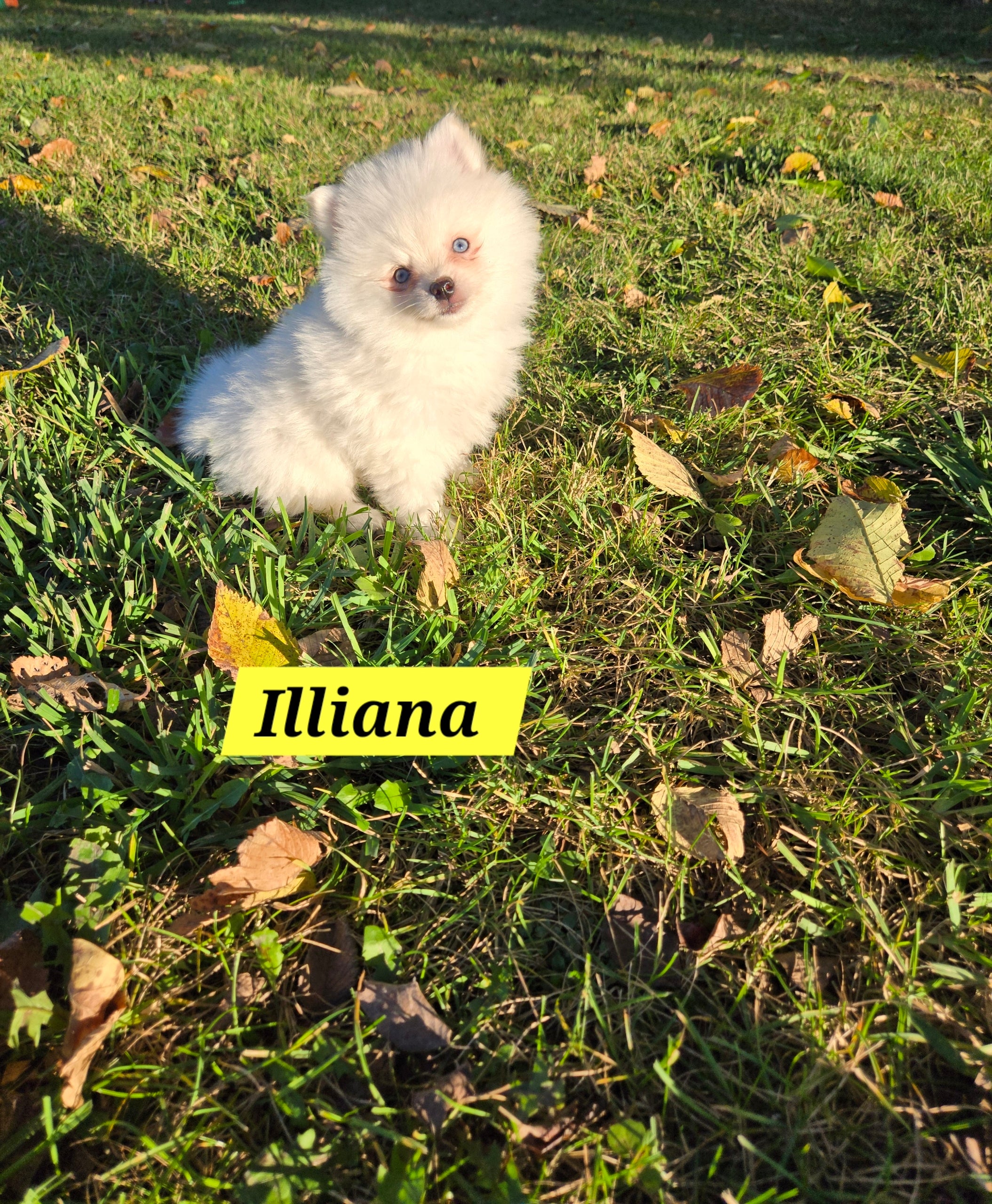 Illiana (FEMALE) Micro