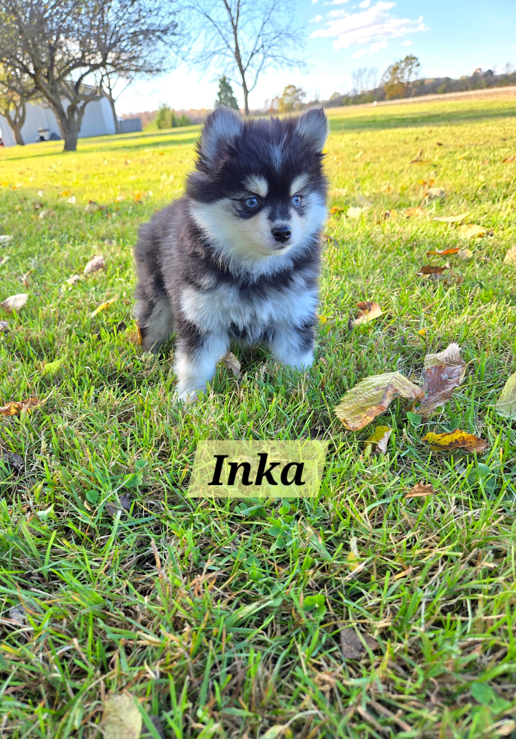 Inka (FEMALE) Micro