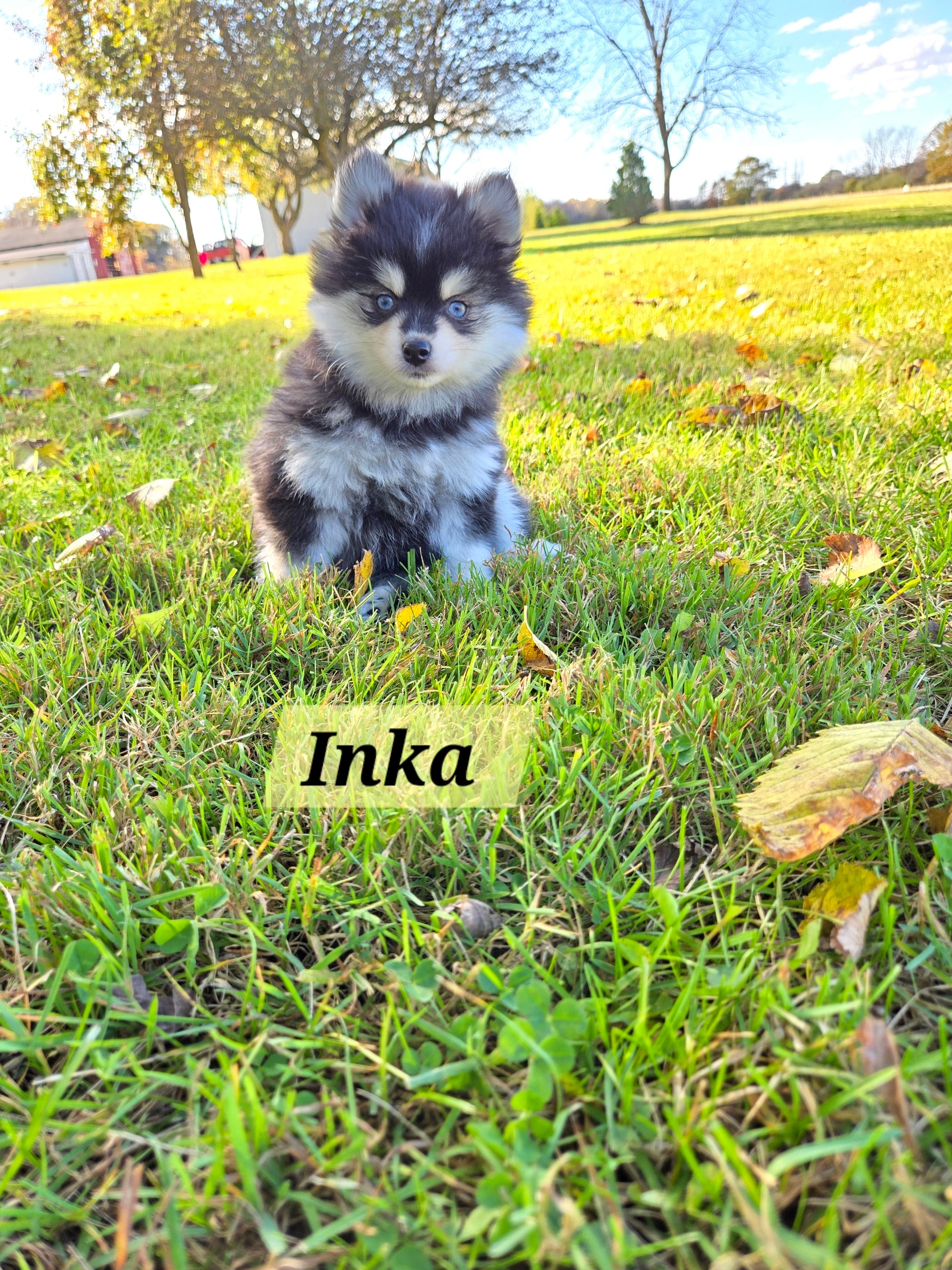 Inka (FEMALE) Micro