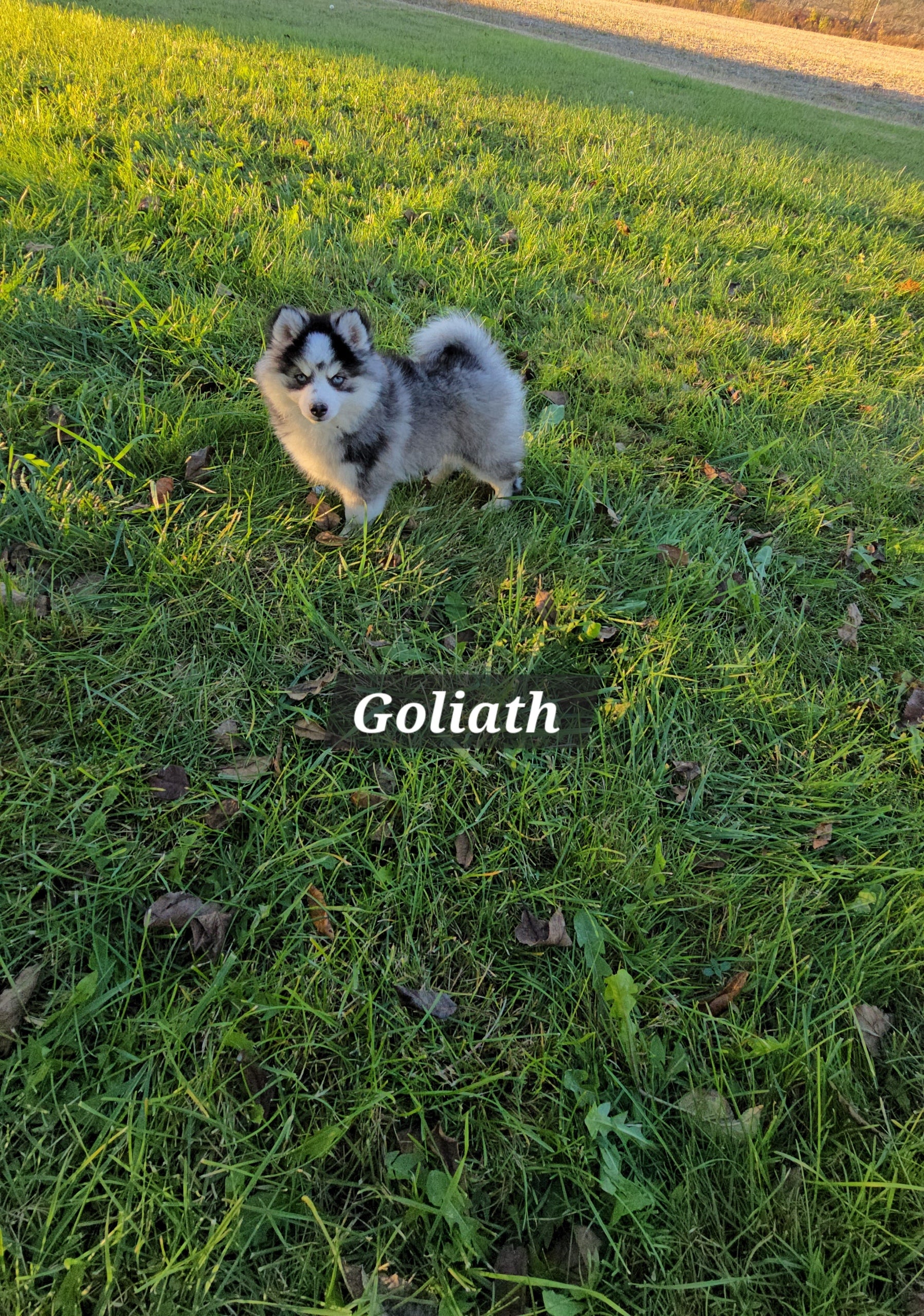 Goliath (MALE)
