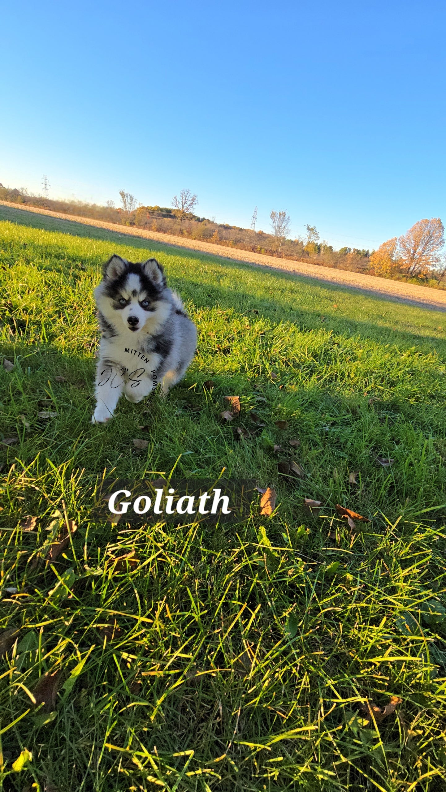 Goliath (MALE)